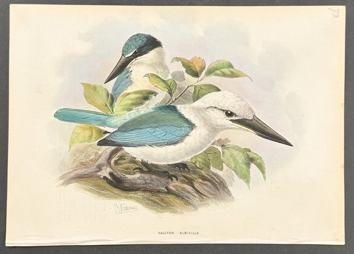 White and Green Kingfisher