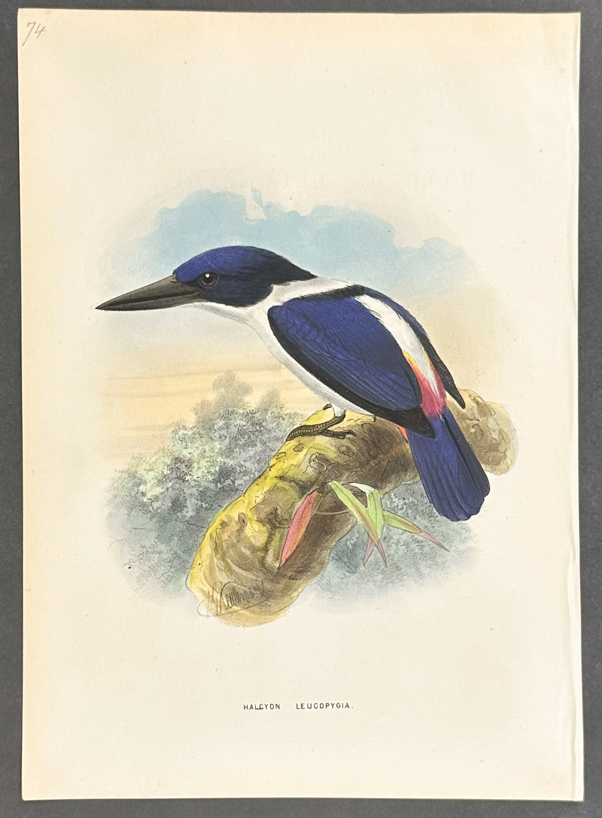 White-Backed Kingfisher