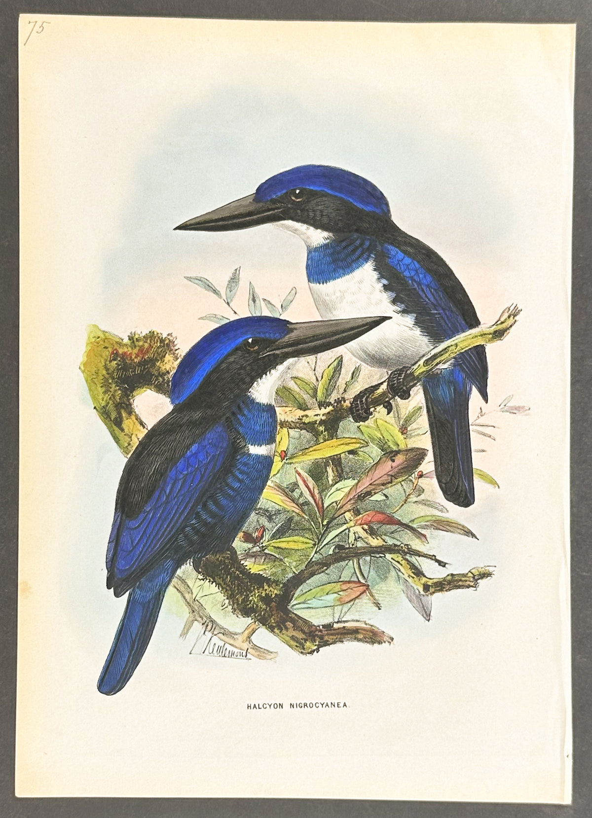 Black and Blue Kingfisher