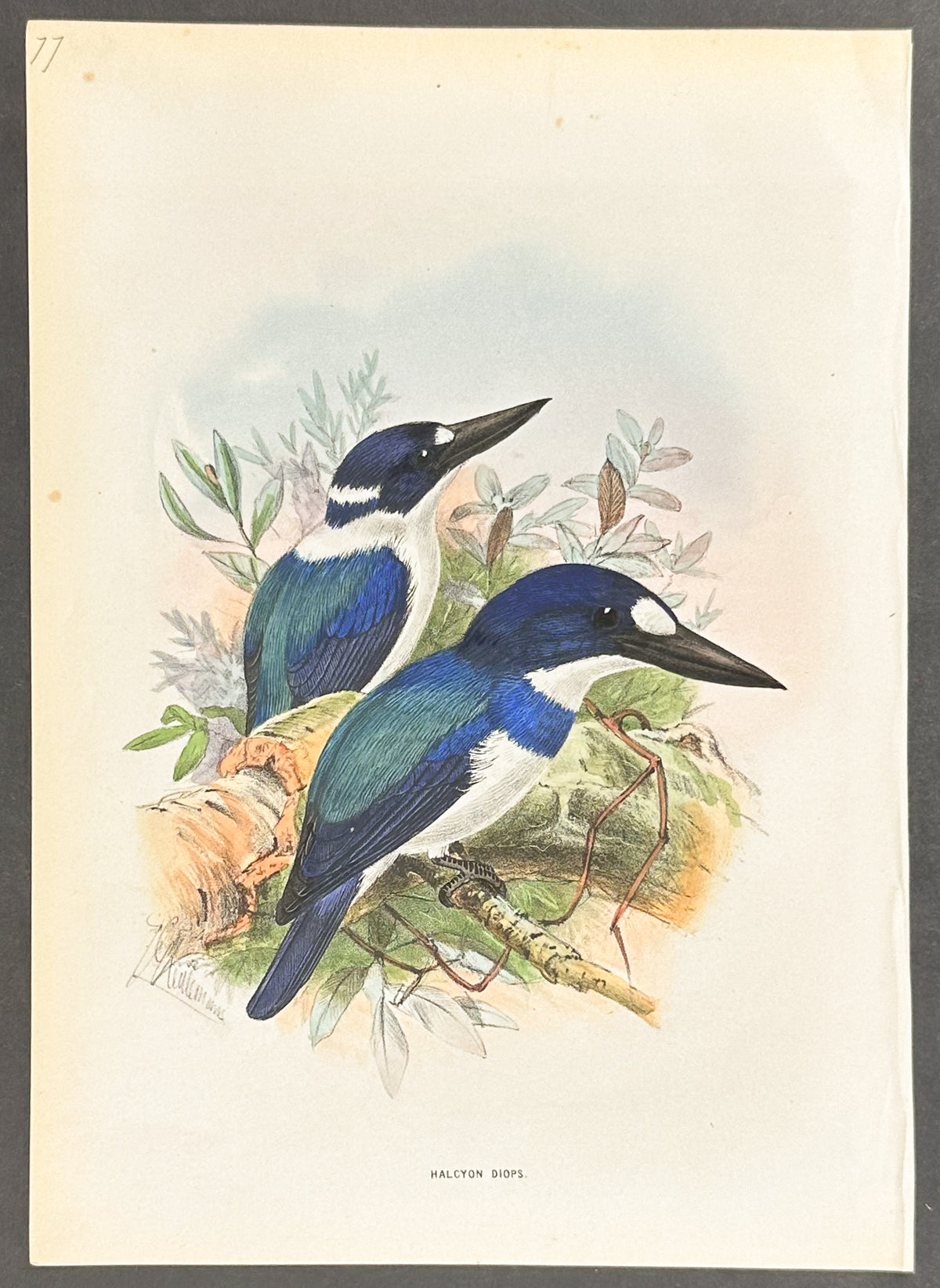 Temminck's Kingfisher