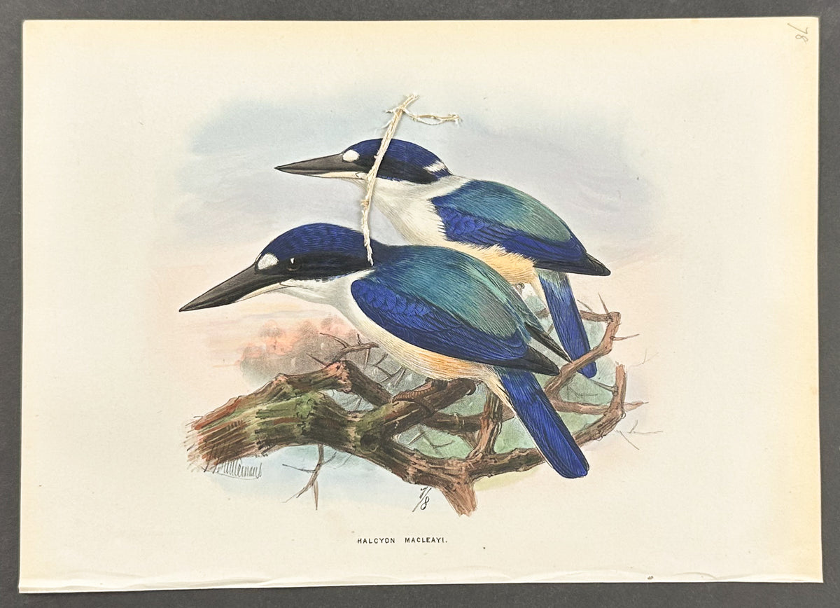 Macleay's Kingfisher