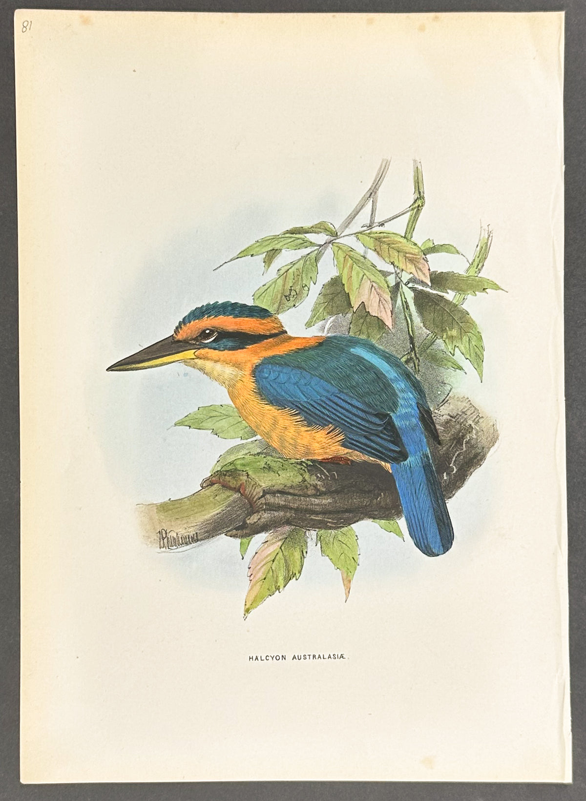 Coronetted Kingfisher