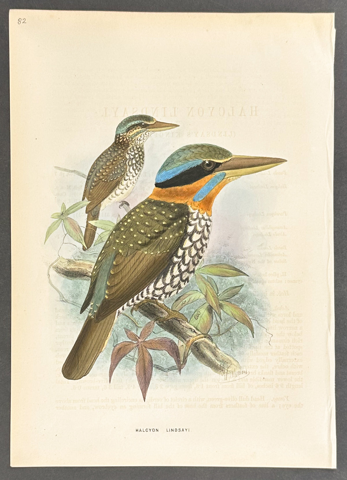 Lindsay's Kingfisher