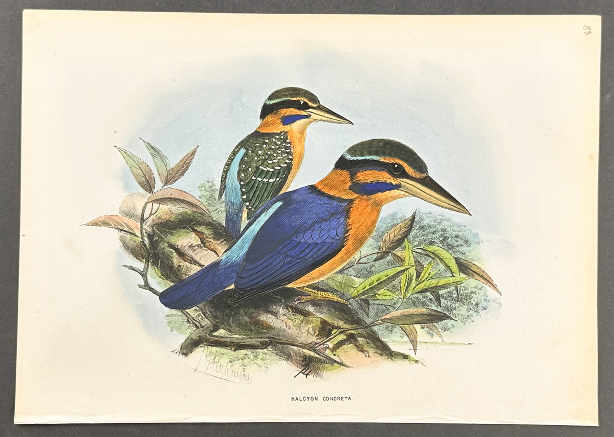 Sumatran Kingfisher