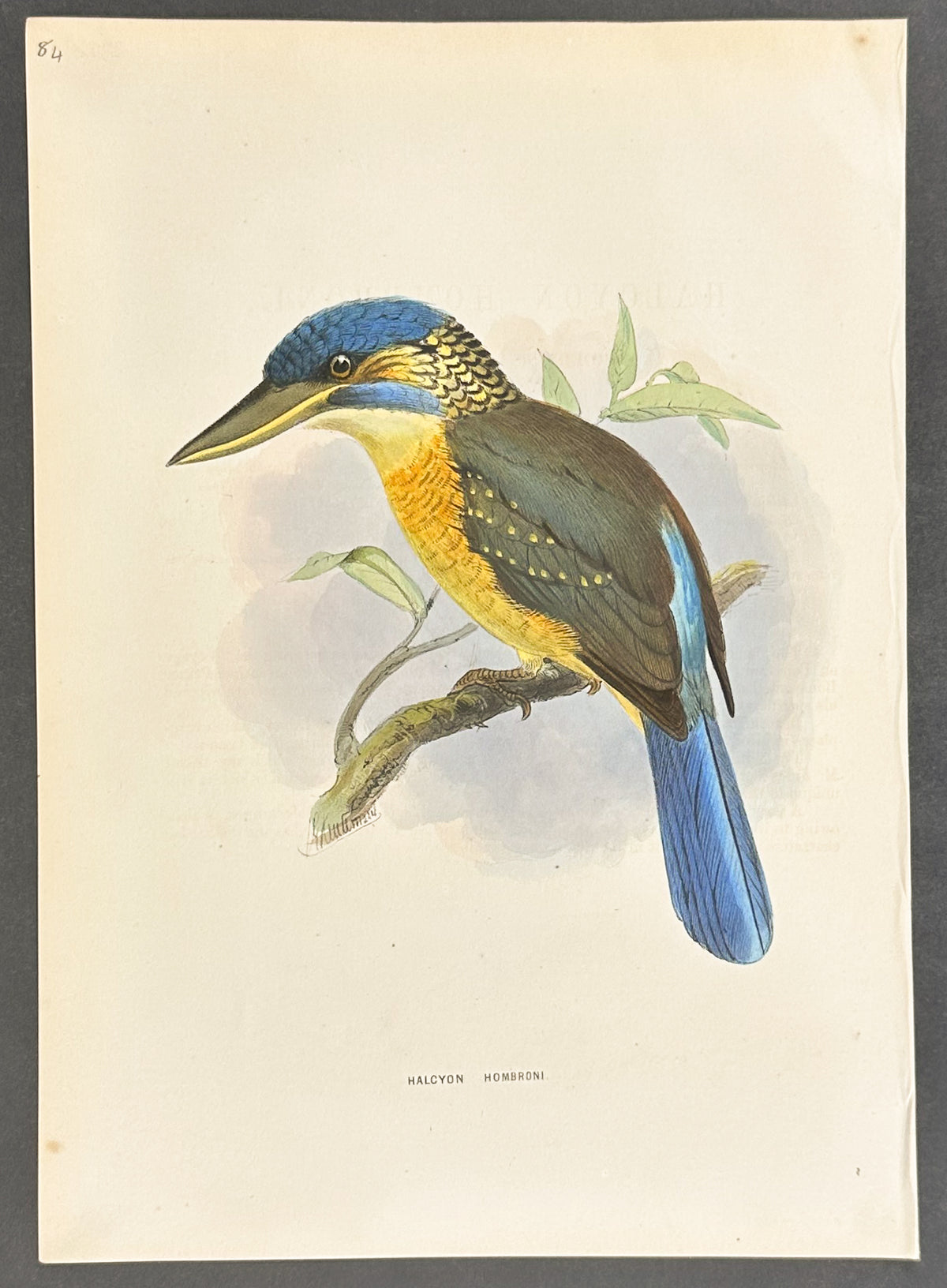 Hombron's Kingfisher