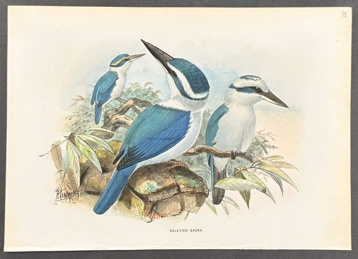 White-Browned Kingfisher