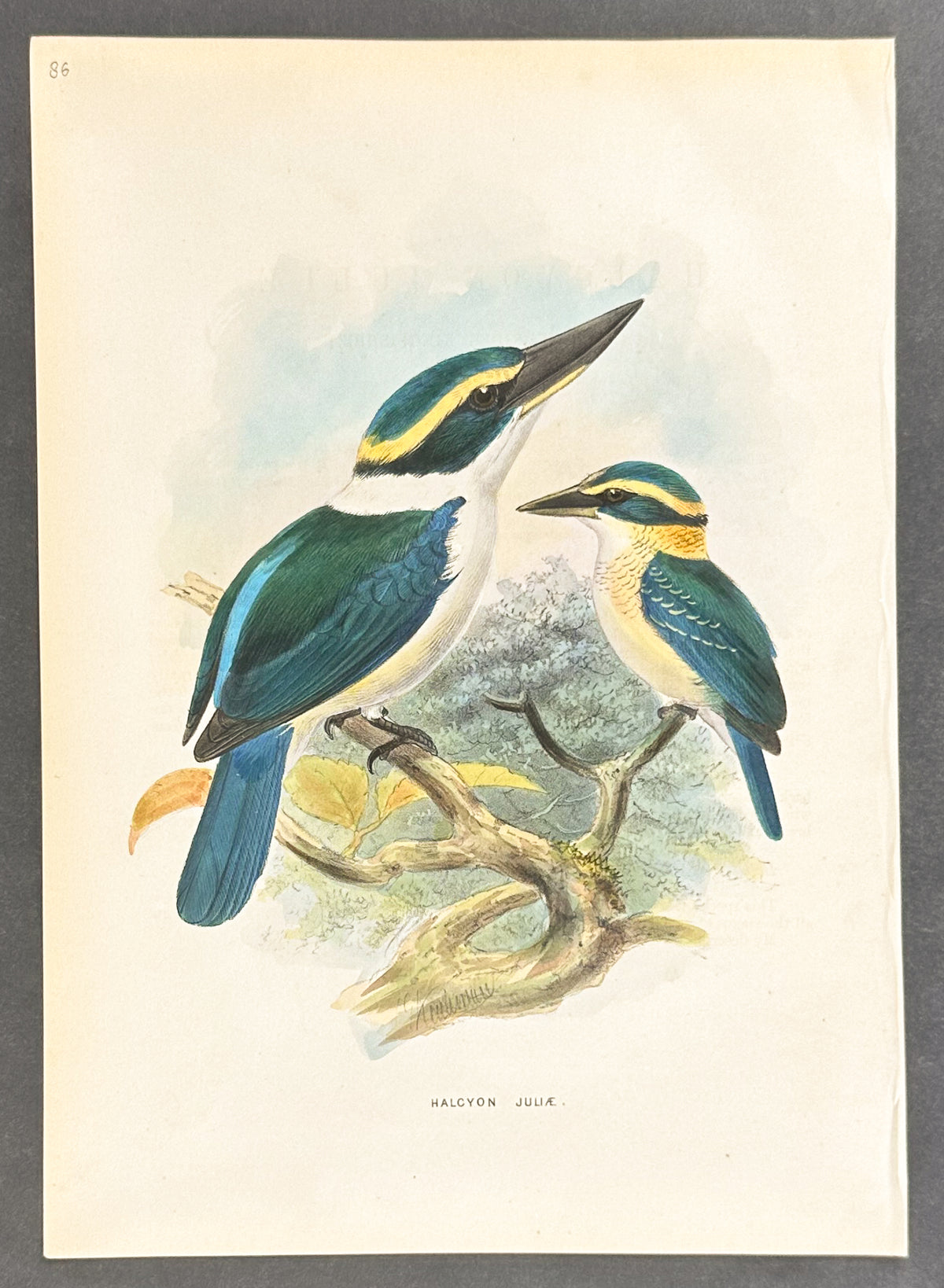 New Hebrides