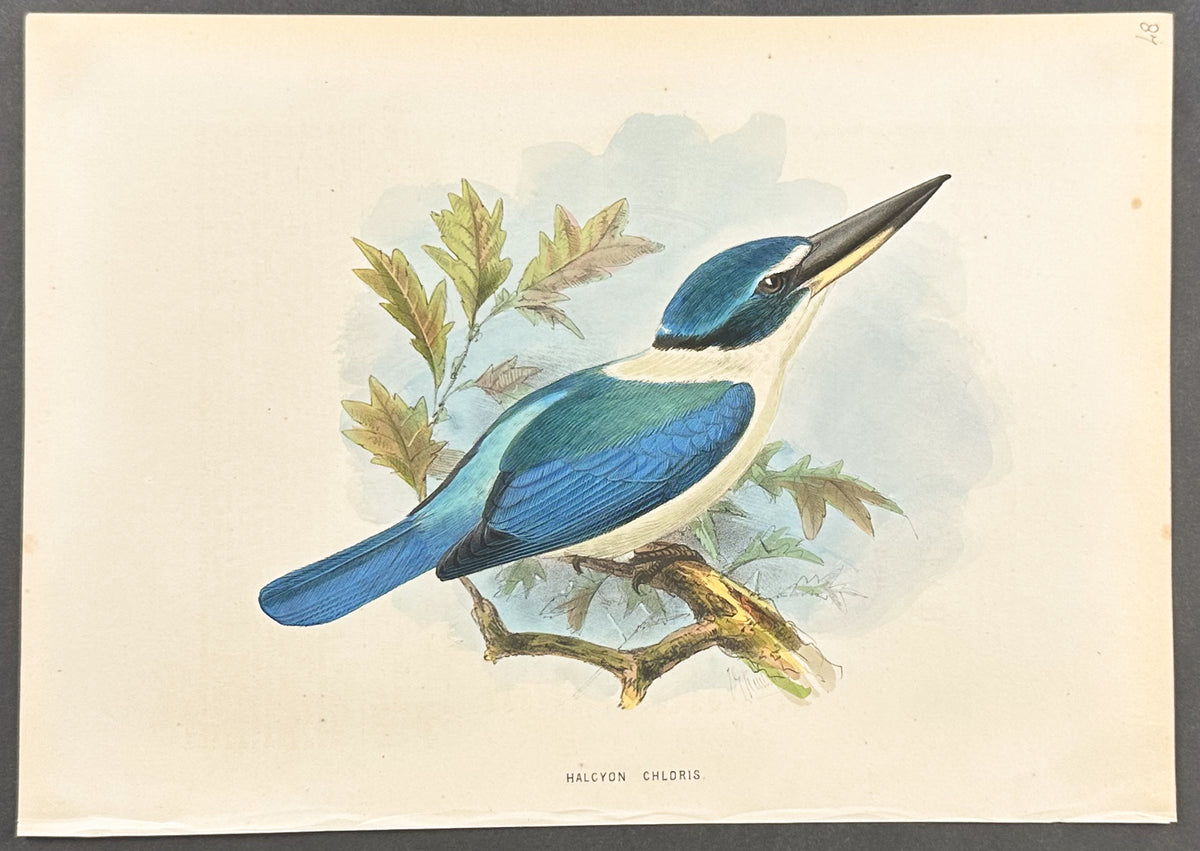 White-Collared Kingfisher