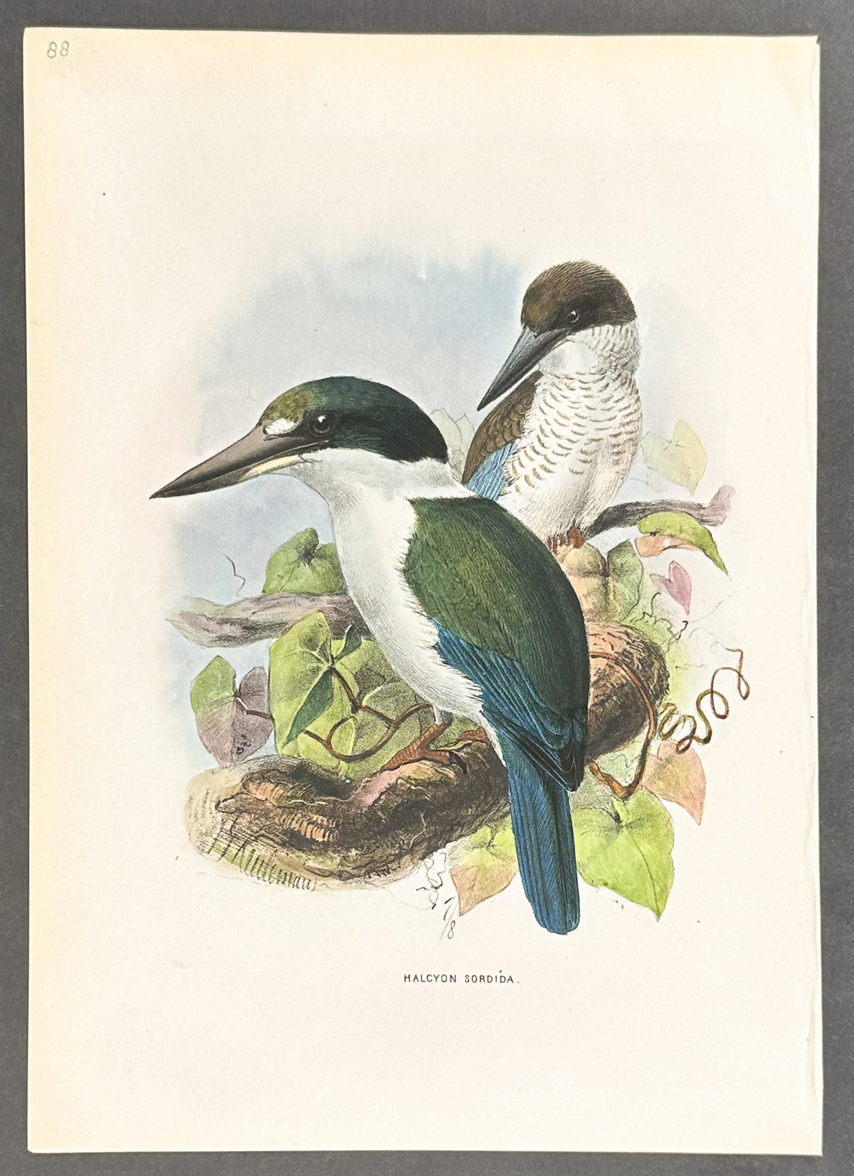 Dull-Green Kingfisher