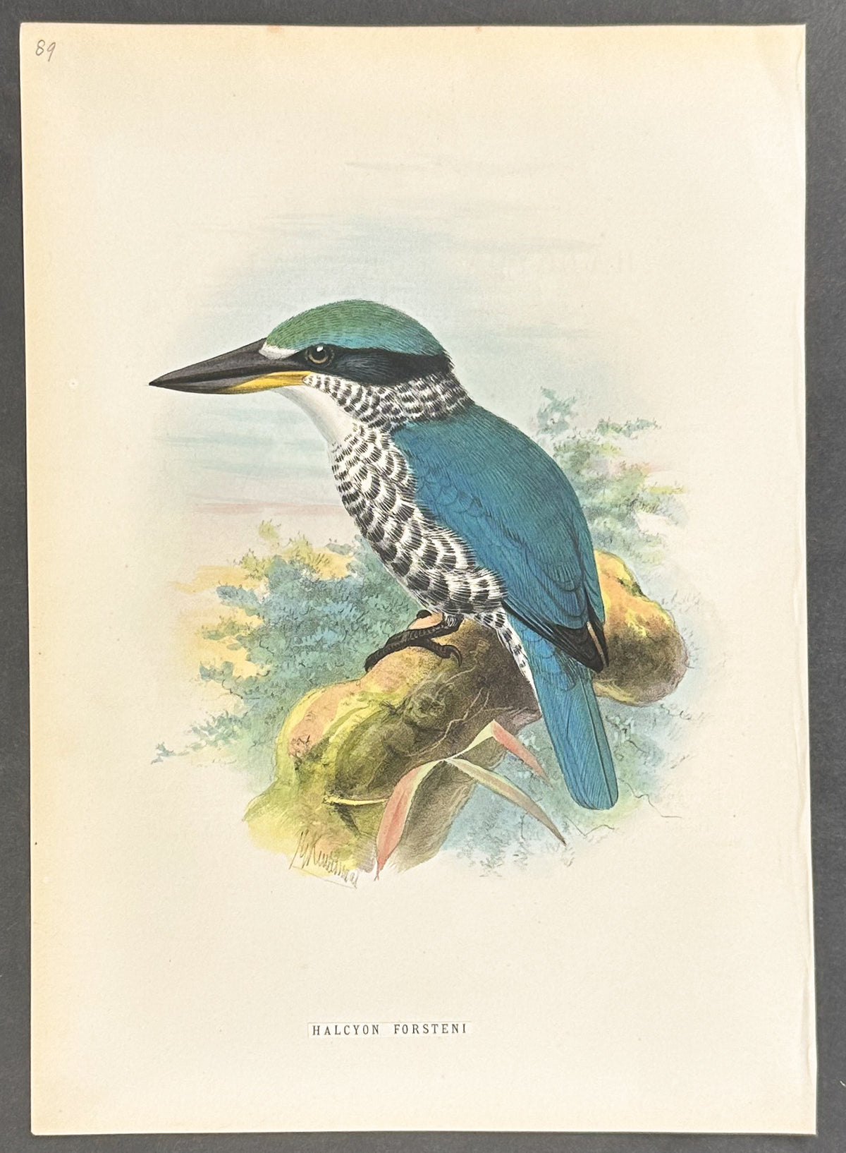 Forsten's Kingfisher