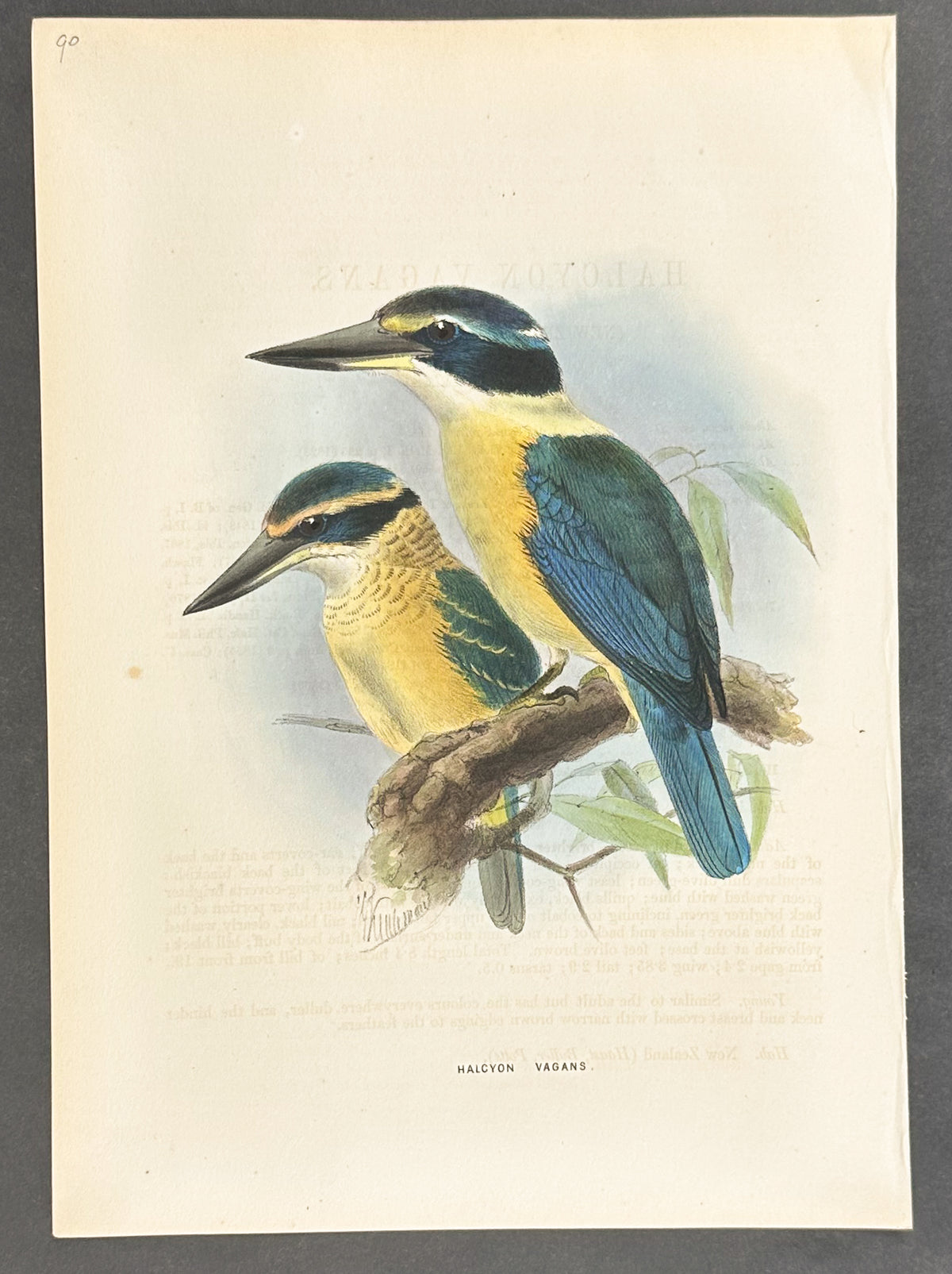 New Zealand Kingfisher