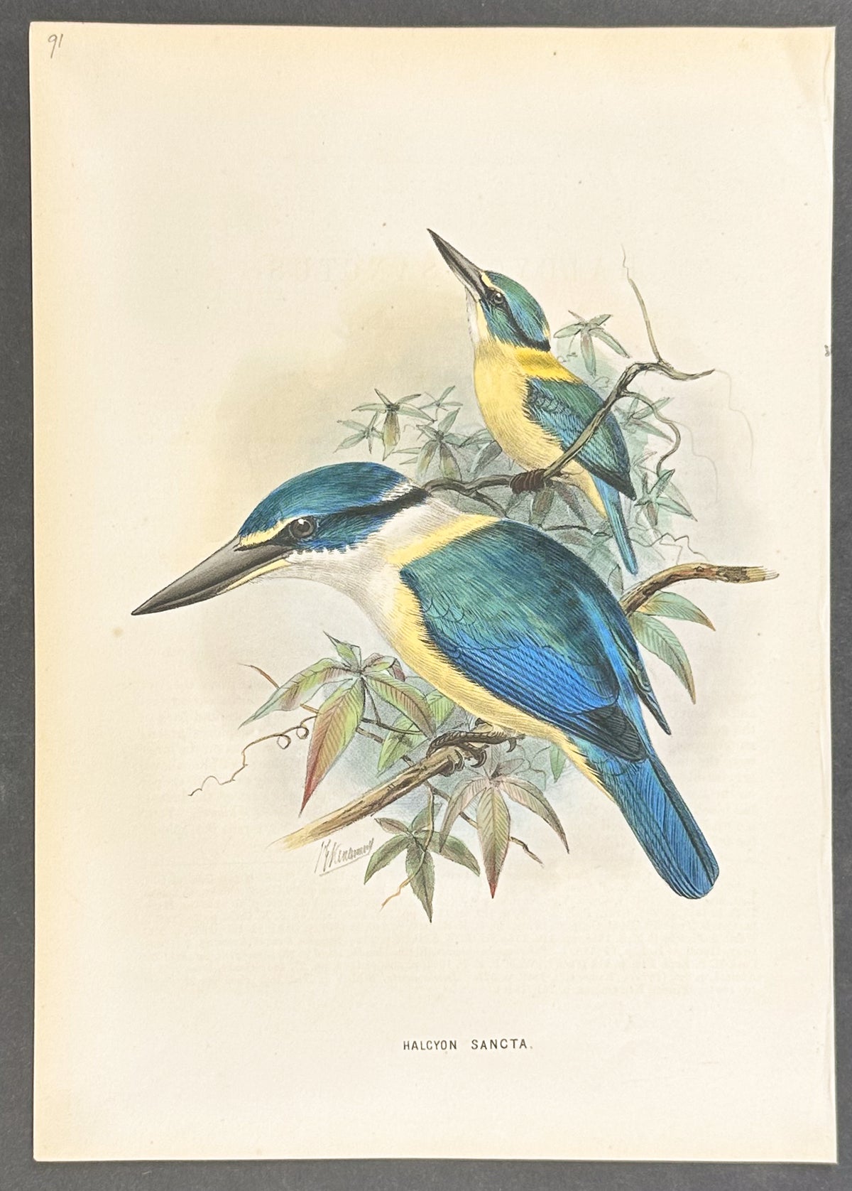 Sacred Kingfisher