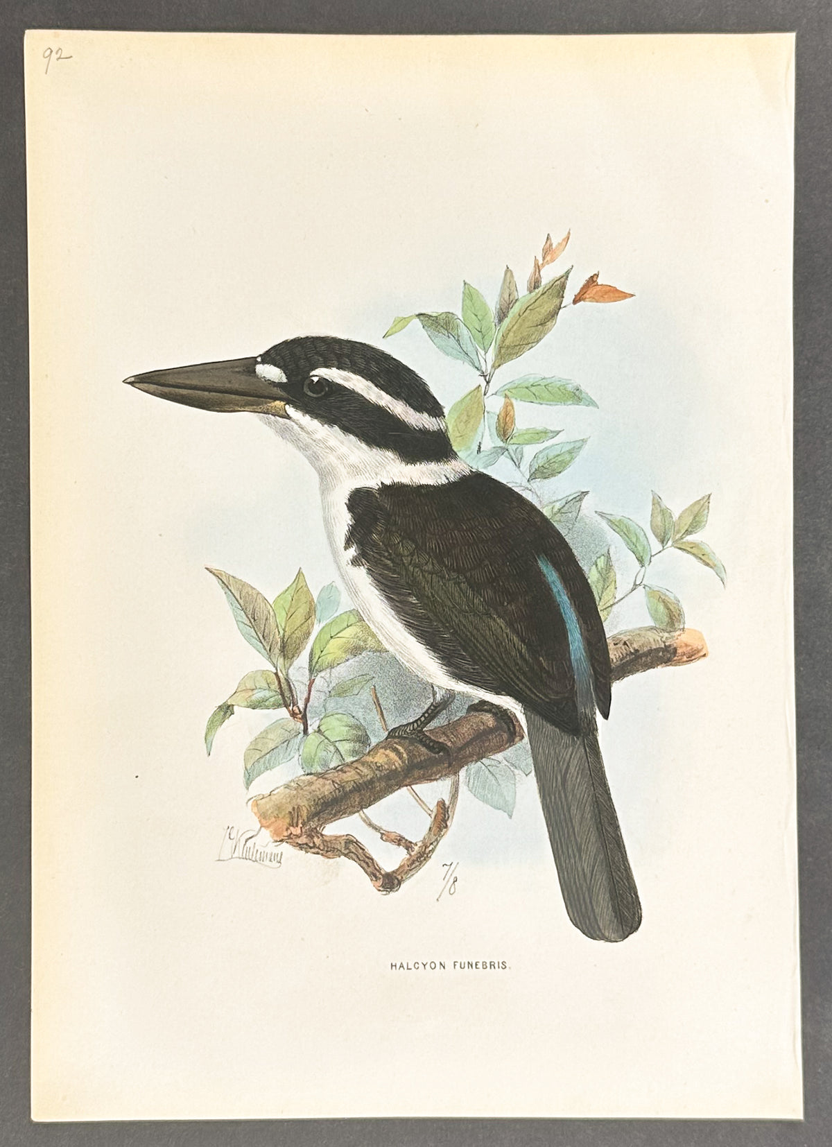 Sad-Coloured Kingfisher