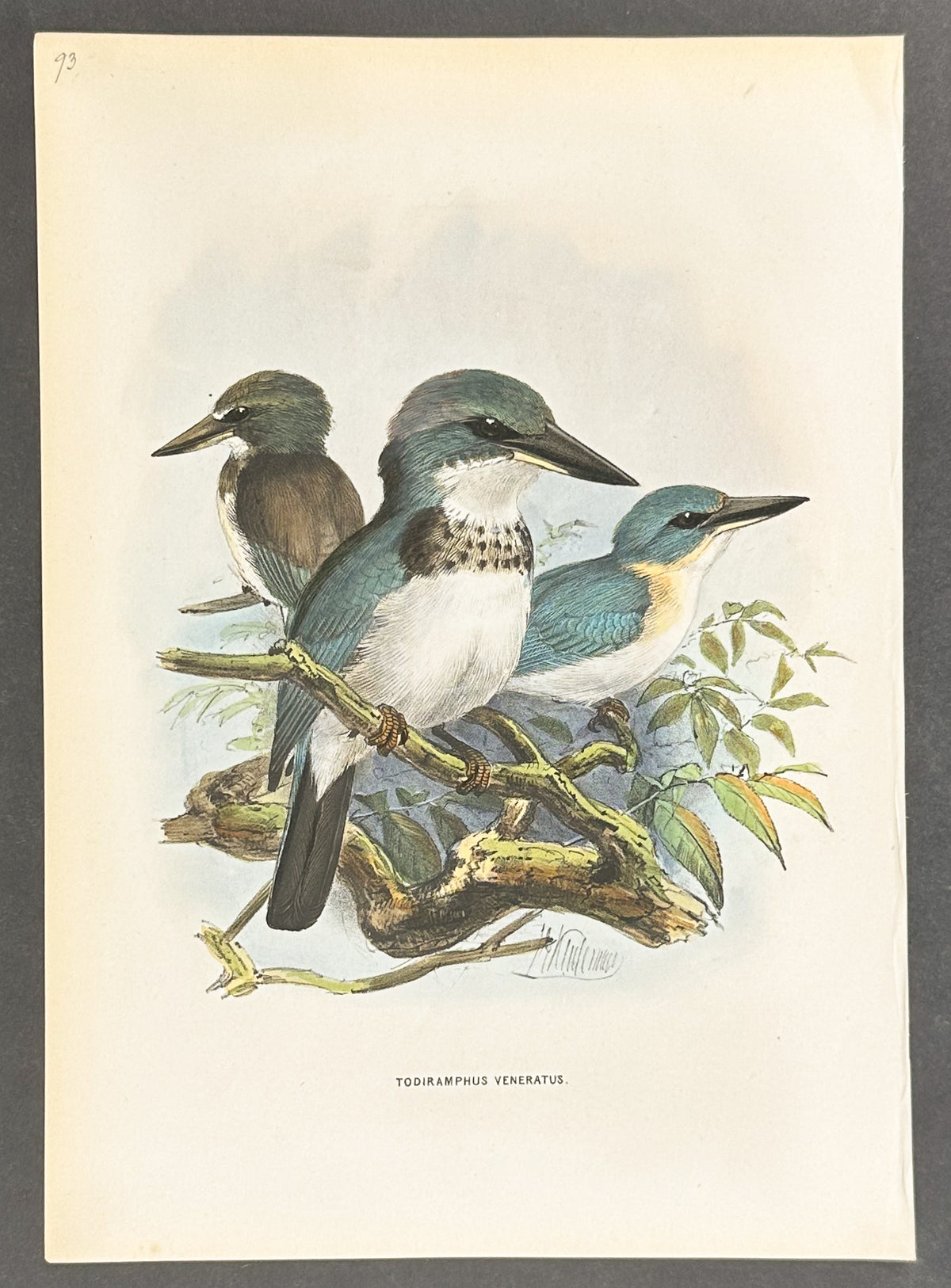 Society Islands Kingfisher