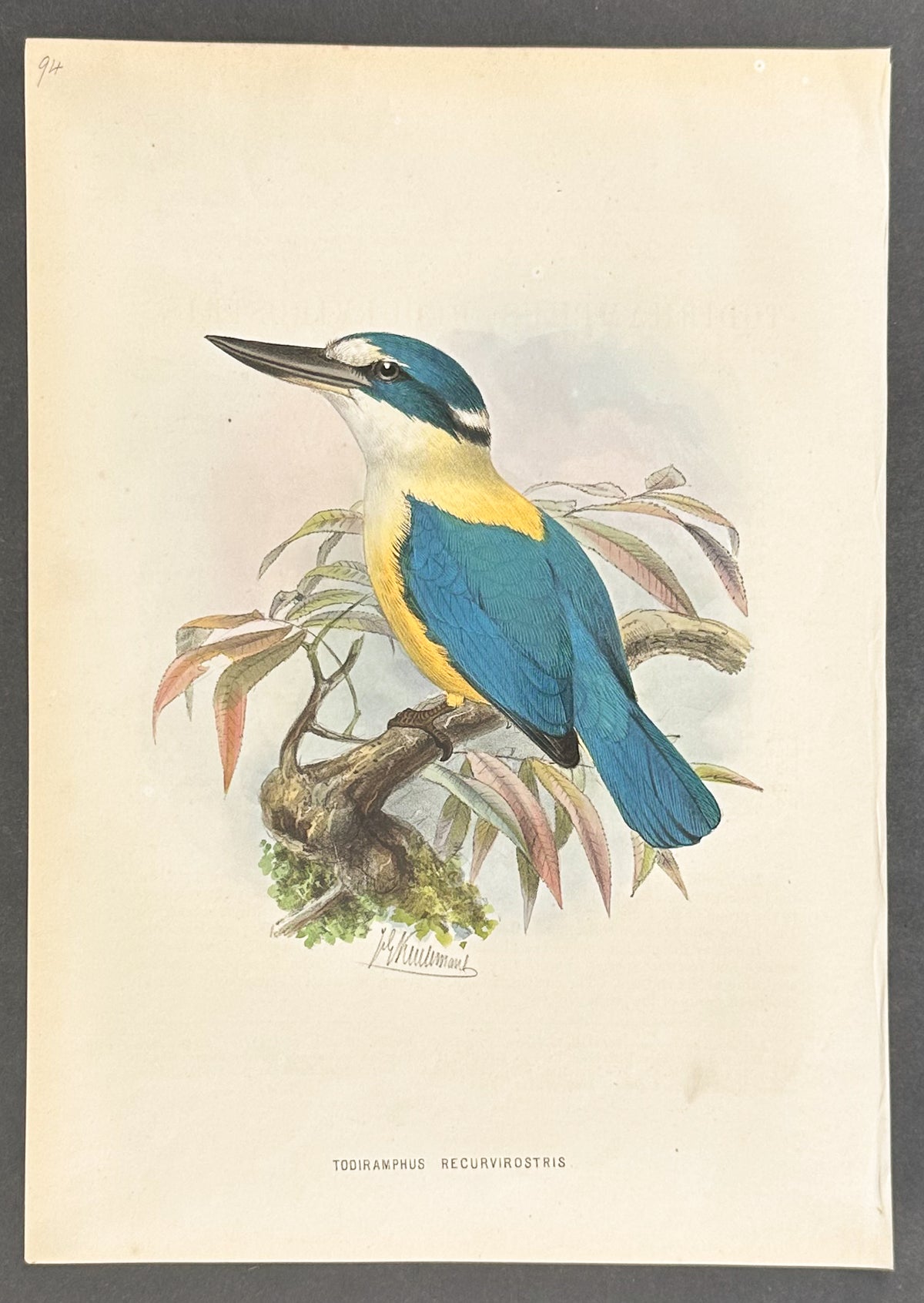 Flat-Billed Kingfisher