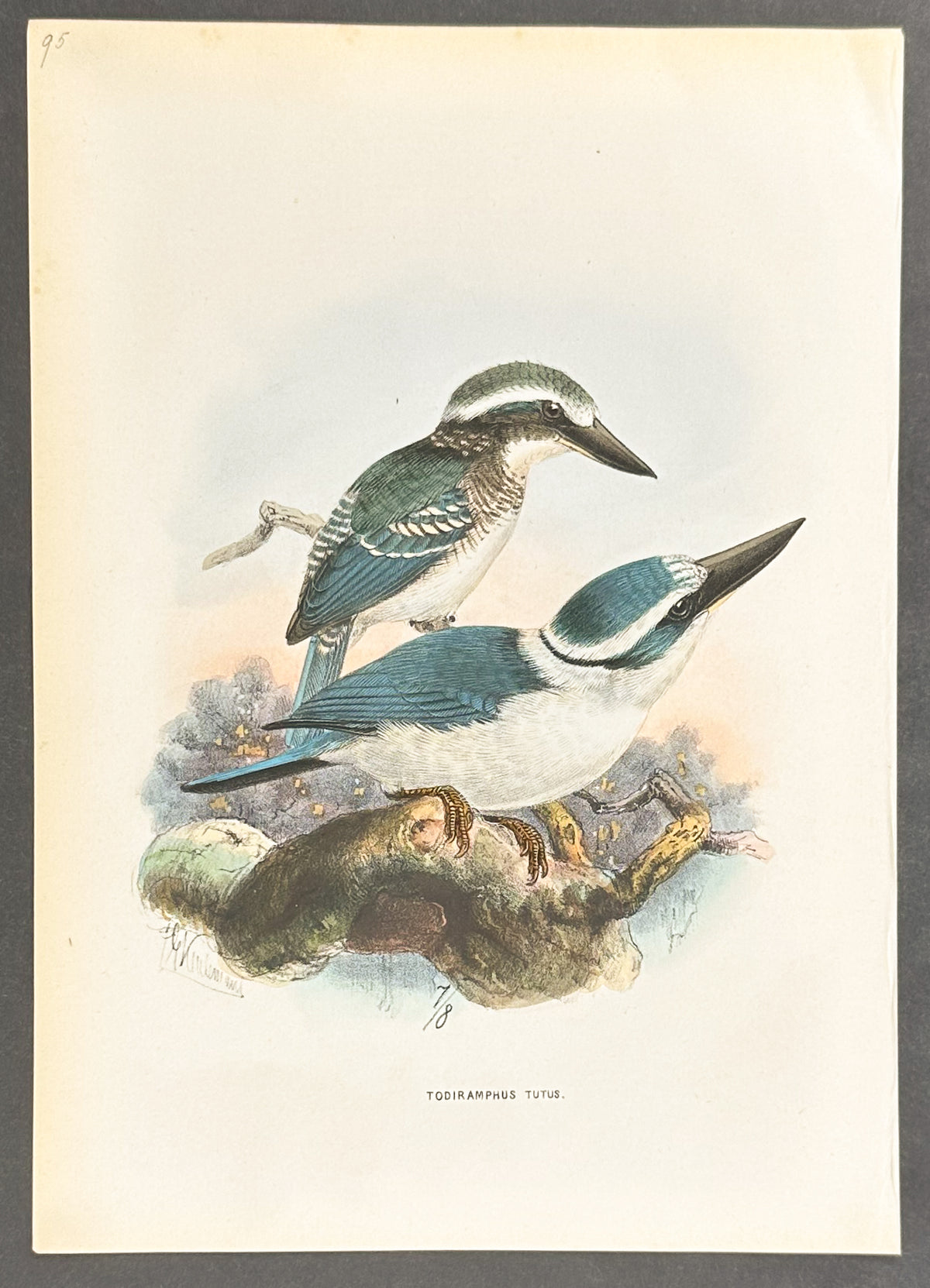Otaheite Kingfisher