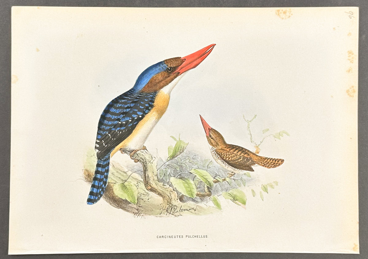 Banded Kingfisher
