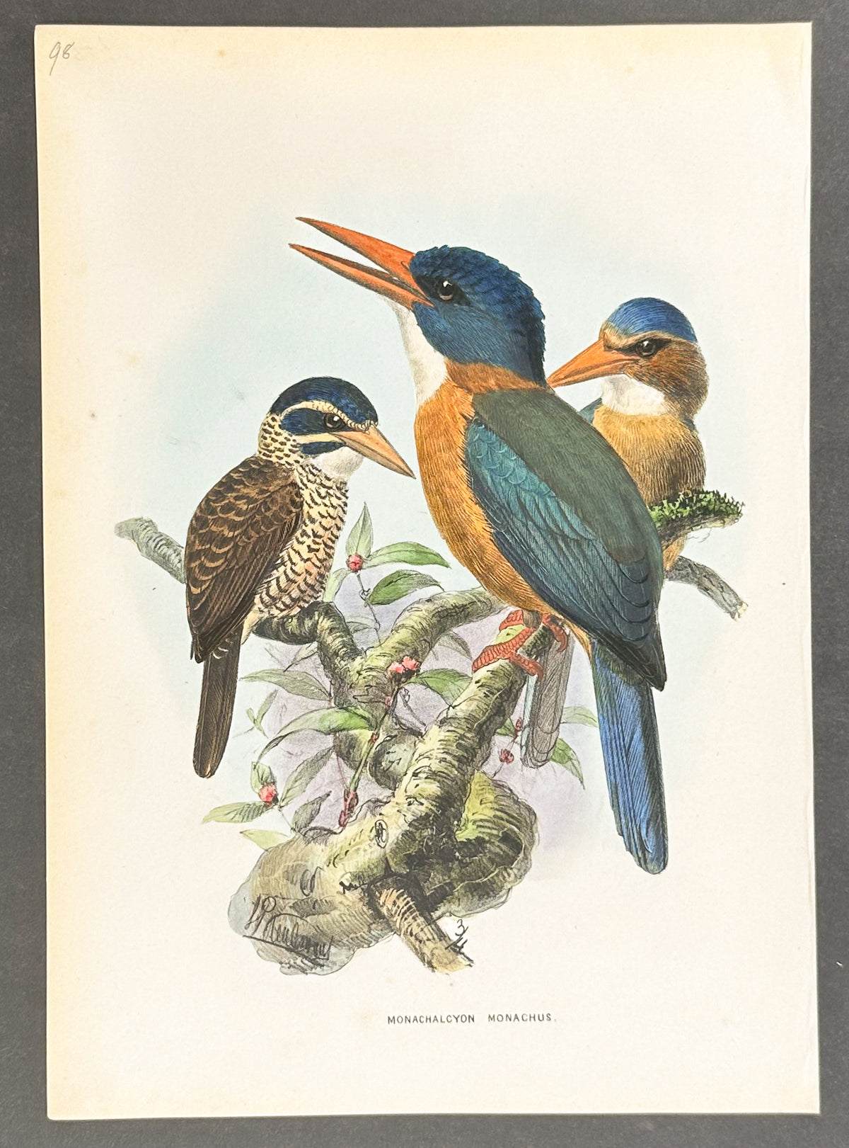 Hooded Kingfisher