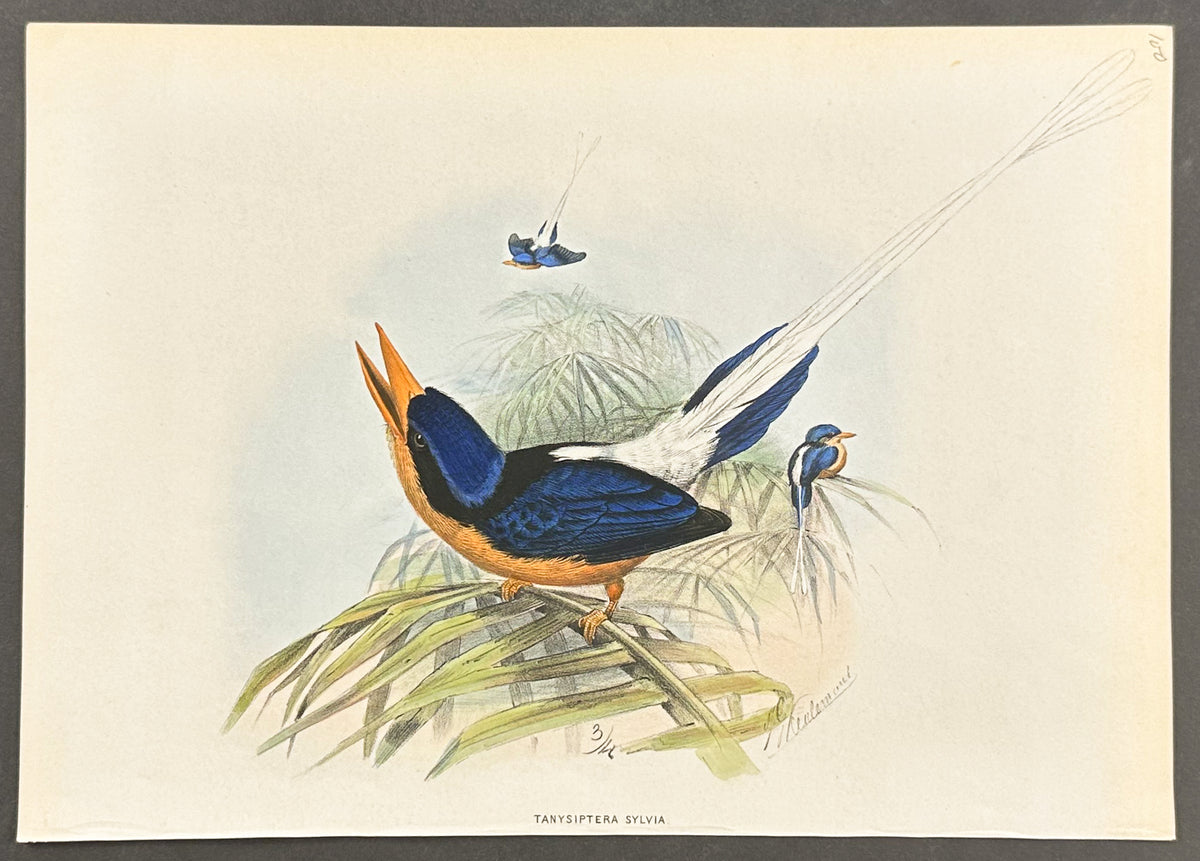 Cinnamon-Breasted Kingfisher