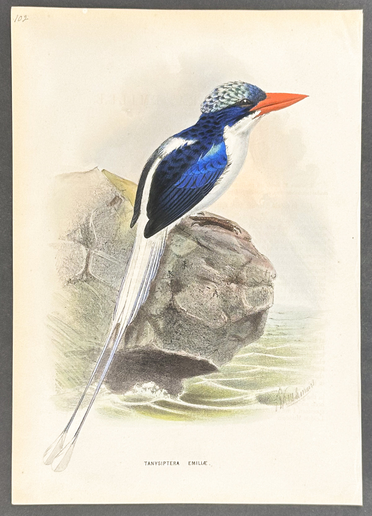 Raou Kingfisher