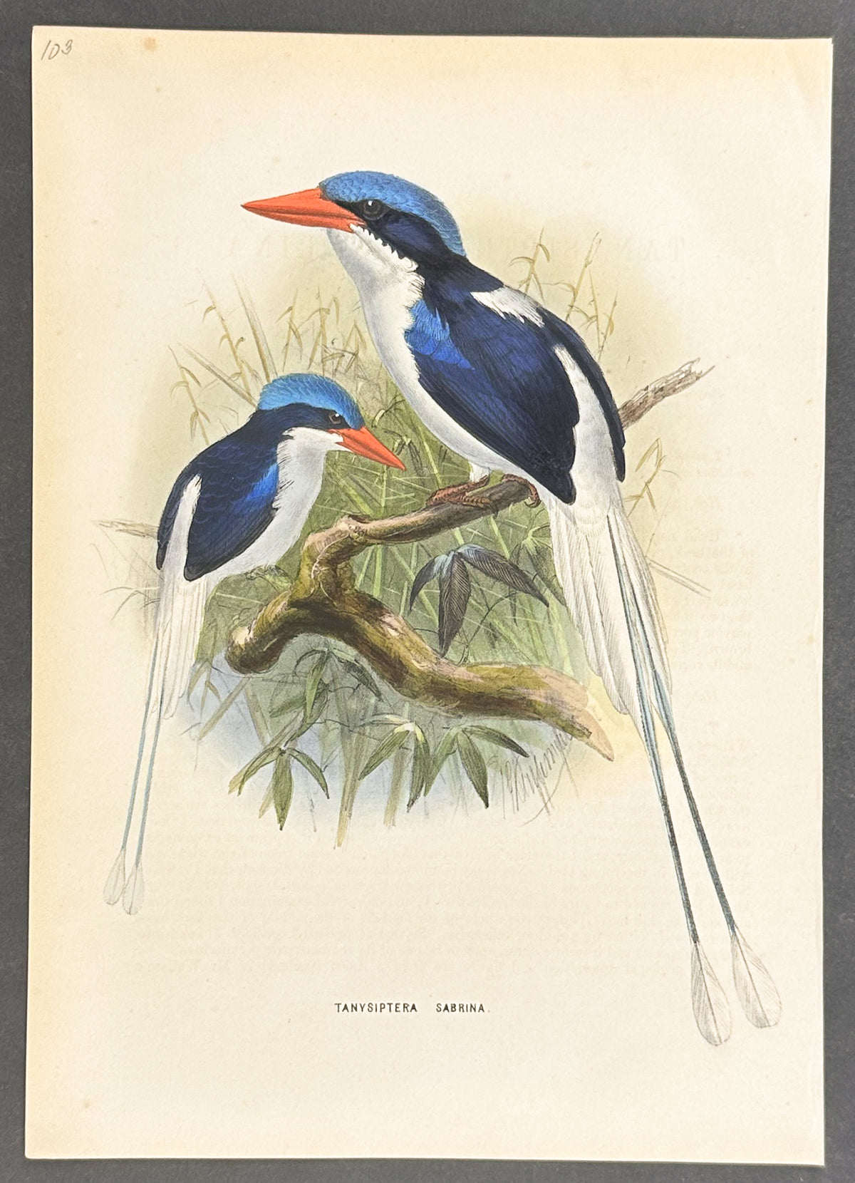 Kaioa Kingfisher
