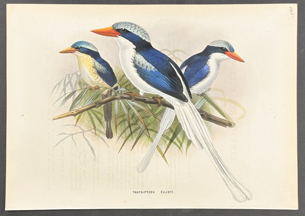 Elliot's Kingfisher