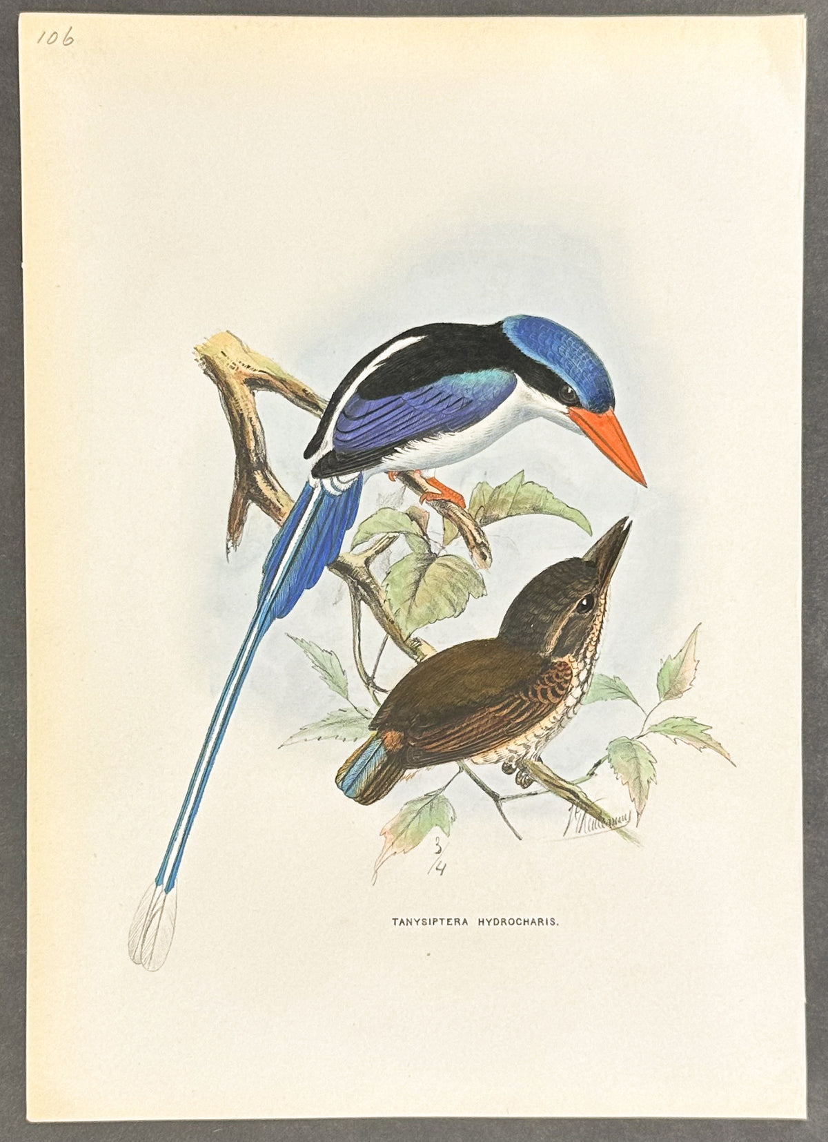 Aru Island Kingfisher
