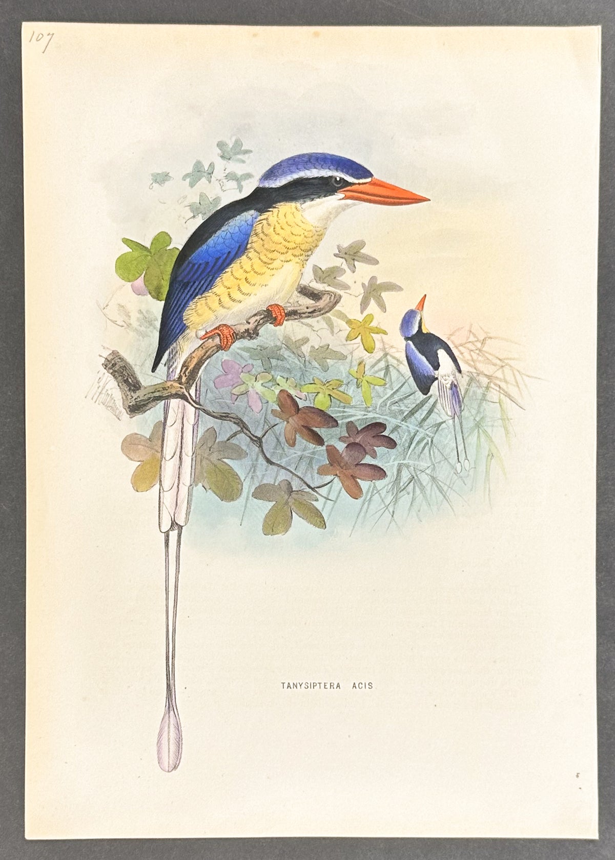 "Acis" Kingfisher