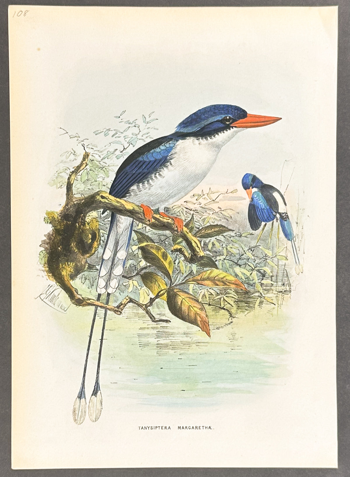 Batchian Kingfisher