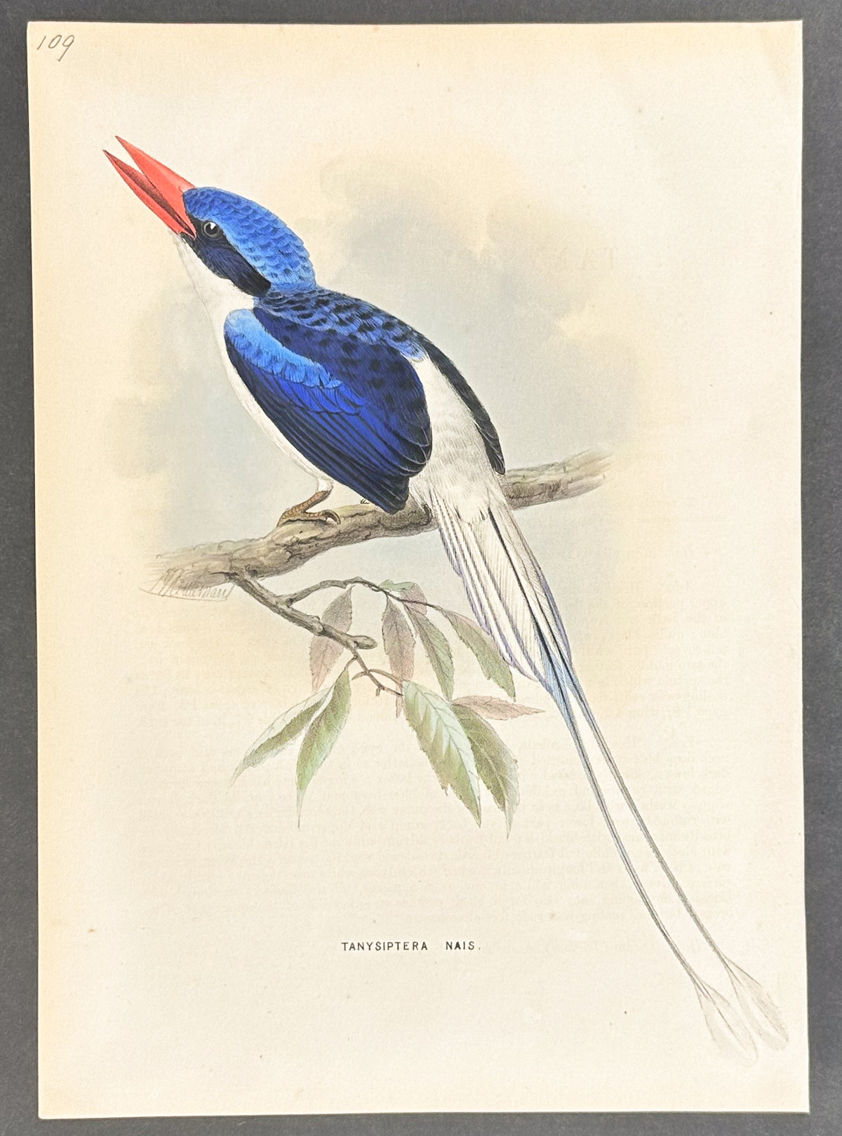 Ceram Kingfisher