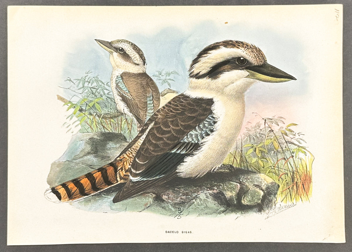 Laughing Kingfisher