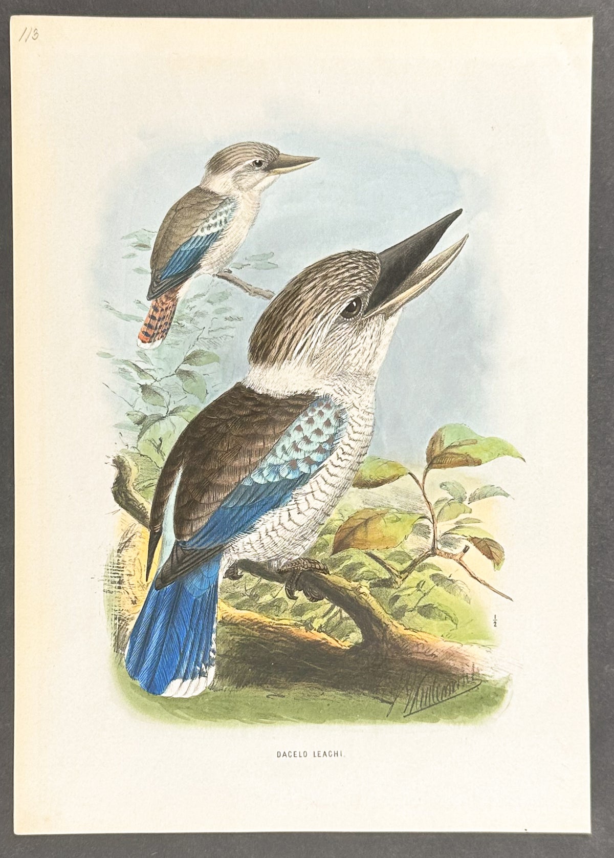 Leach's Laughing Kingfisher