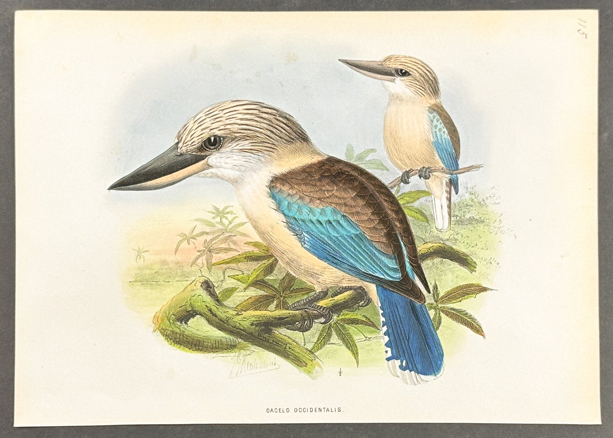 Western Laughing Kingfisher