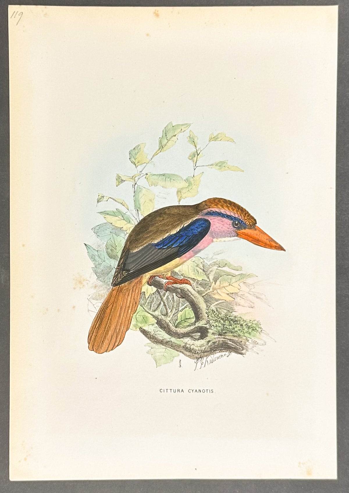 Blue-Eared Kingfisher