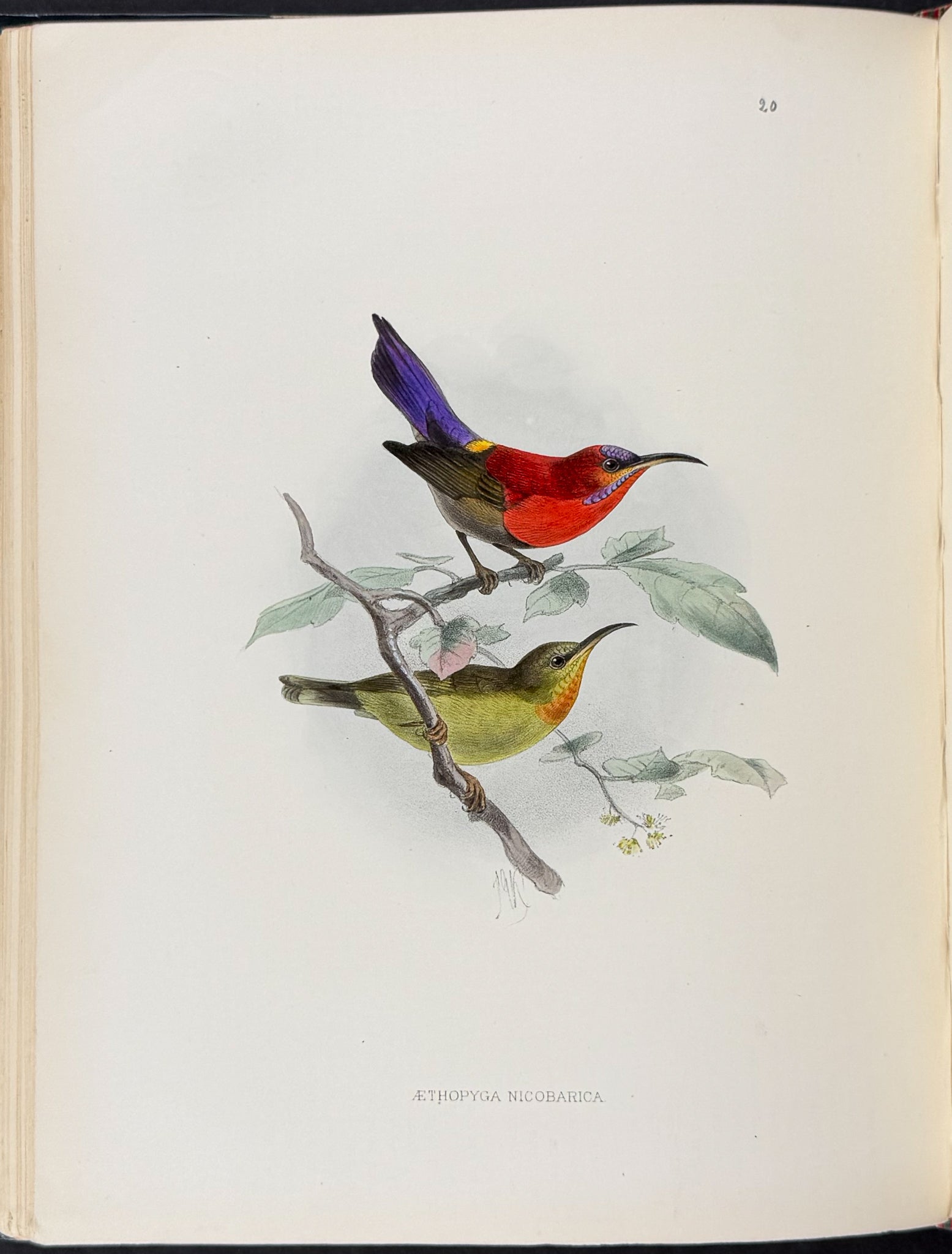 A Monograph of the Nectariniidae, or Family of Sun-Birds