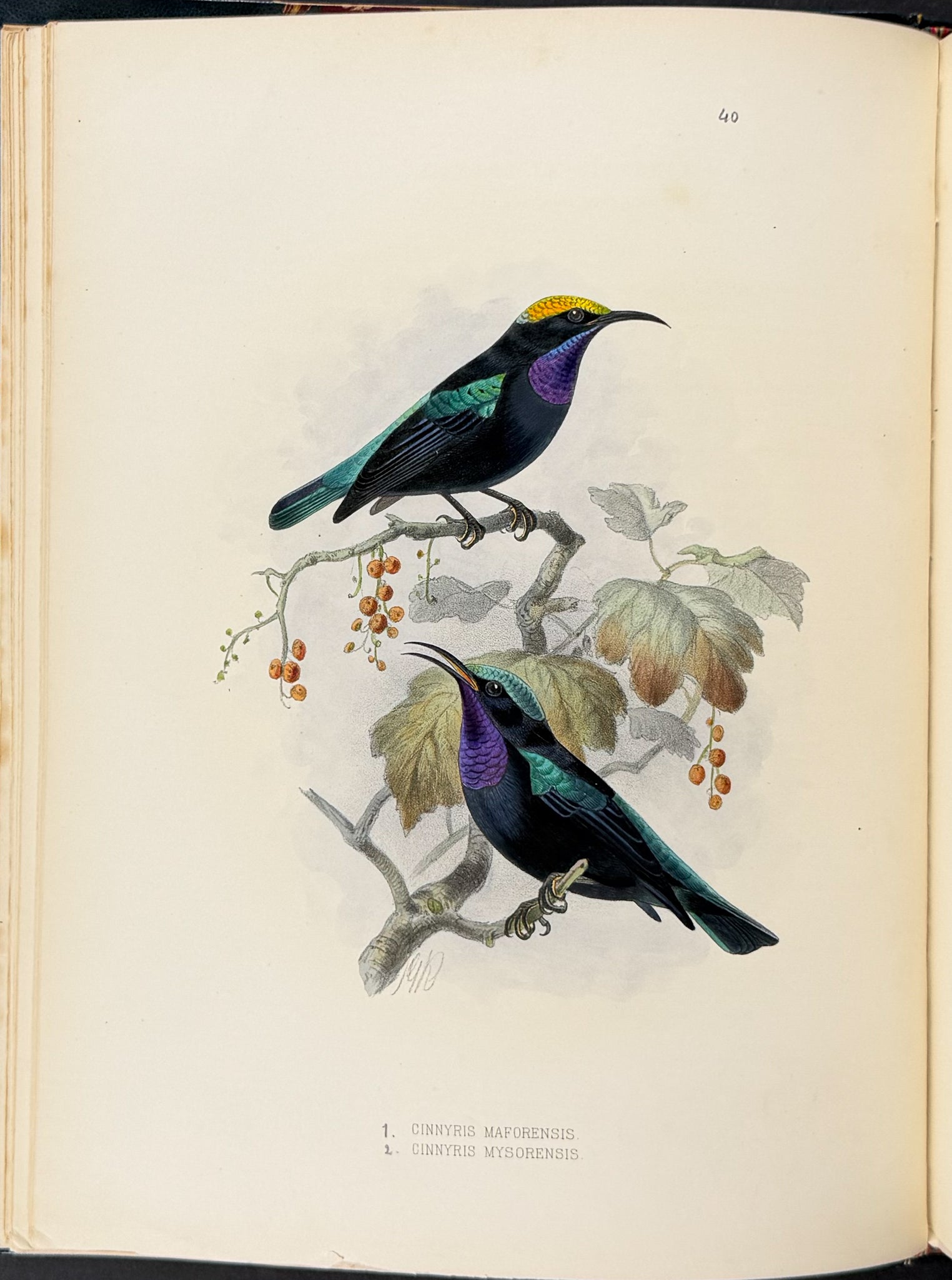 A Monograph of the Nectariniidae, or Family of Sun-Birds