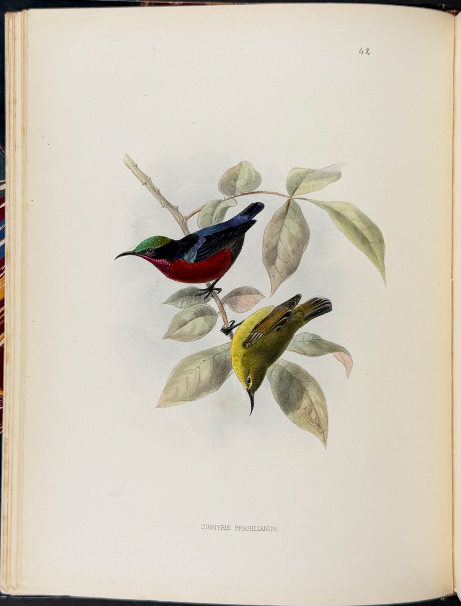 A Monograph of the Nectariniidae, or Family of Sun-Birds