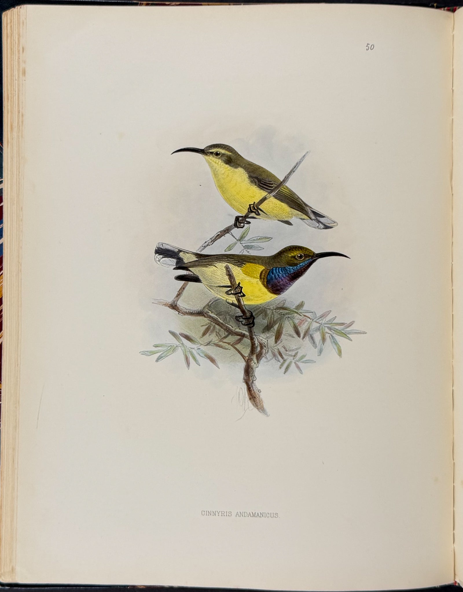 A Monograph of the Nectariniidae, or Family of Sun-Birds