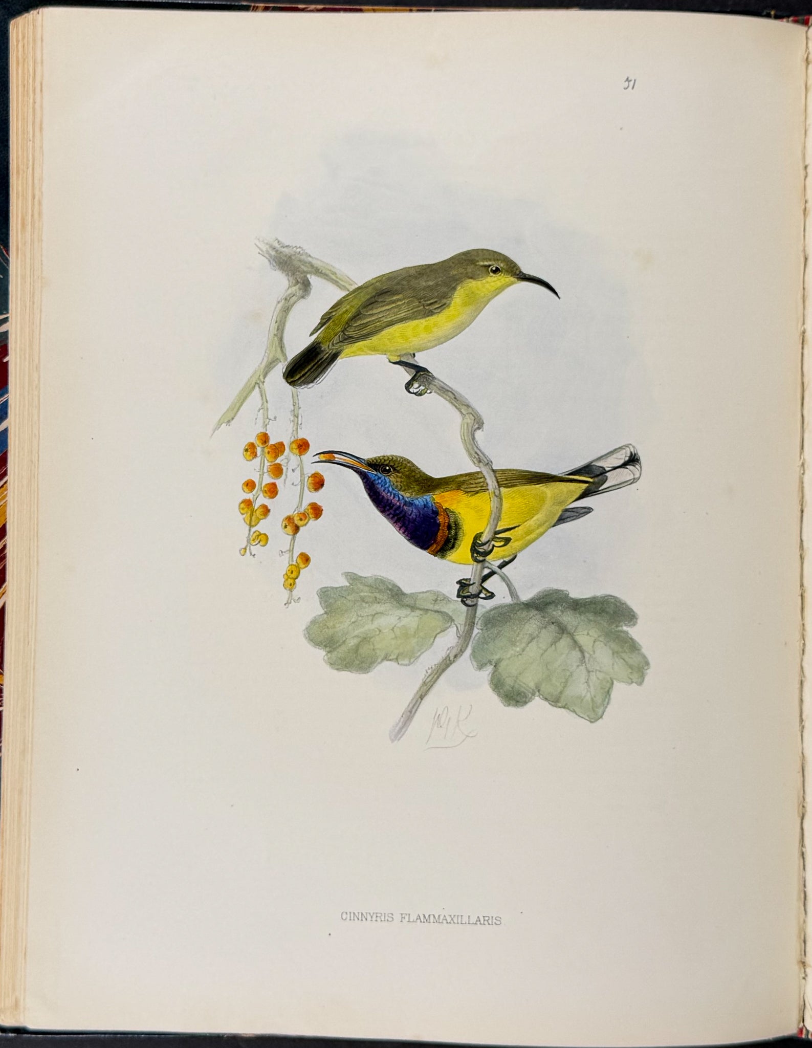 A Monograph of the Nectariniidae, or Family of Sun-Birds