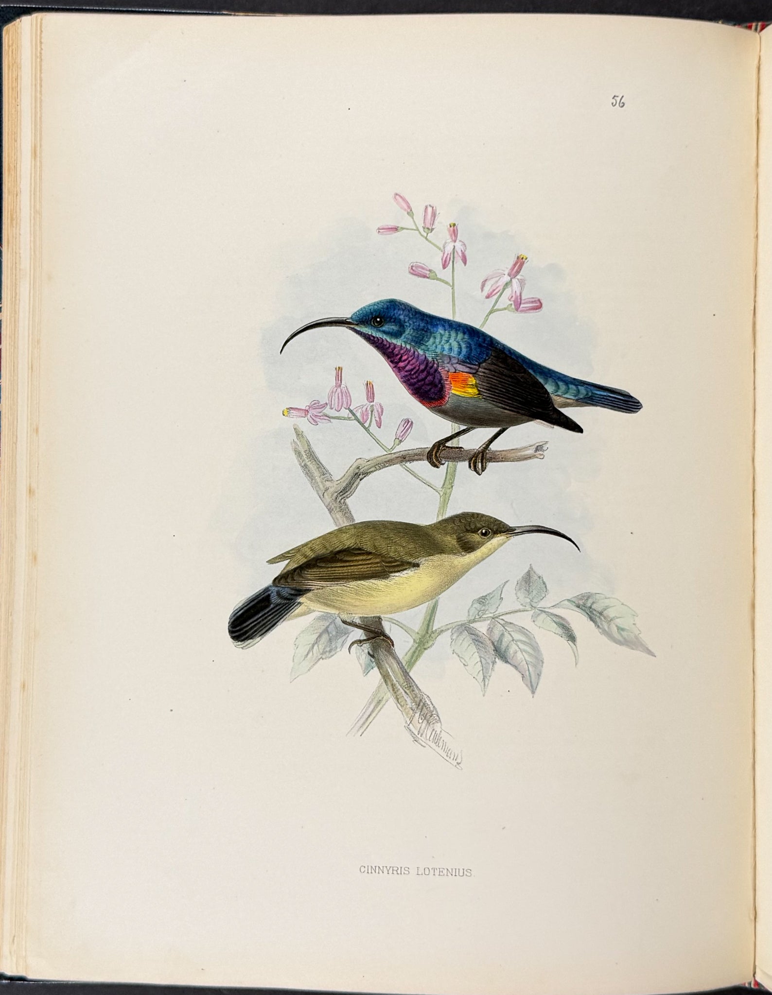 A Monograph of the Nectariniidae, or Family of Sun-Birds