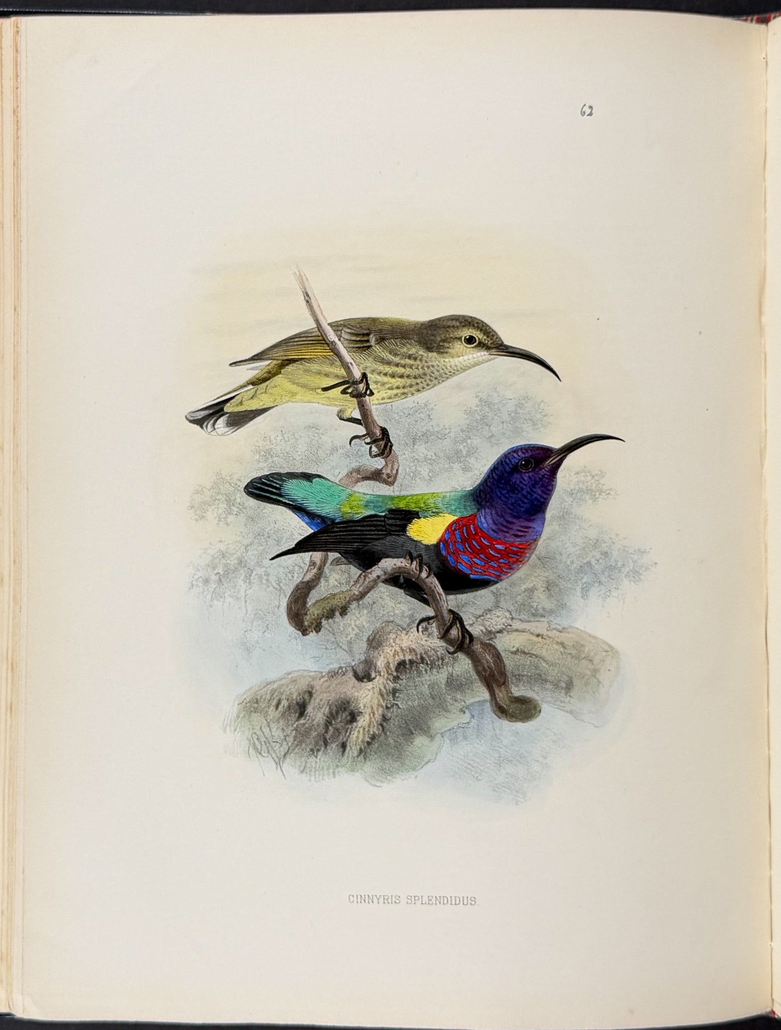 A Monograph of the Nectariniidae, or Family of Sun-Birds