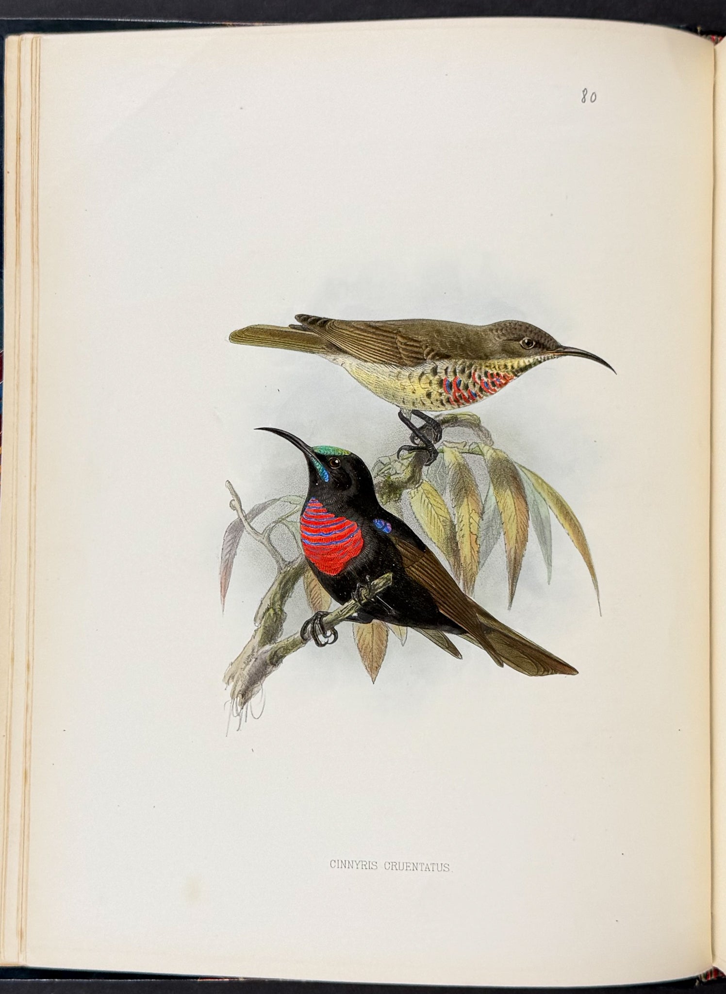 A Monograph of the Nectariniidae, or Family of Sun-Birds