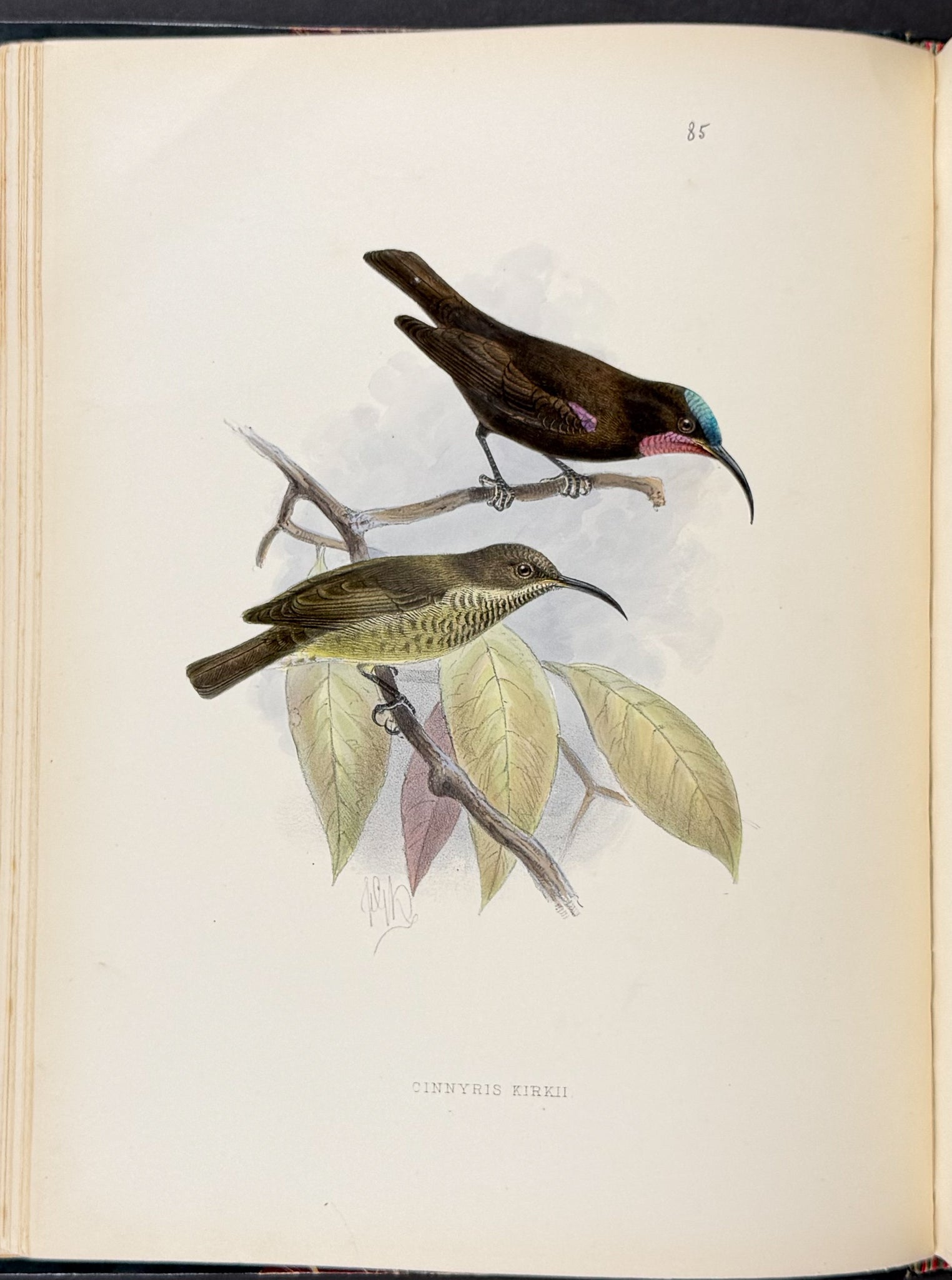 A Monograph of the Nectariniidae, or Family of Sun-Birds