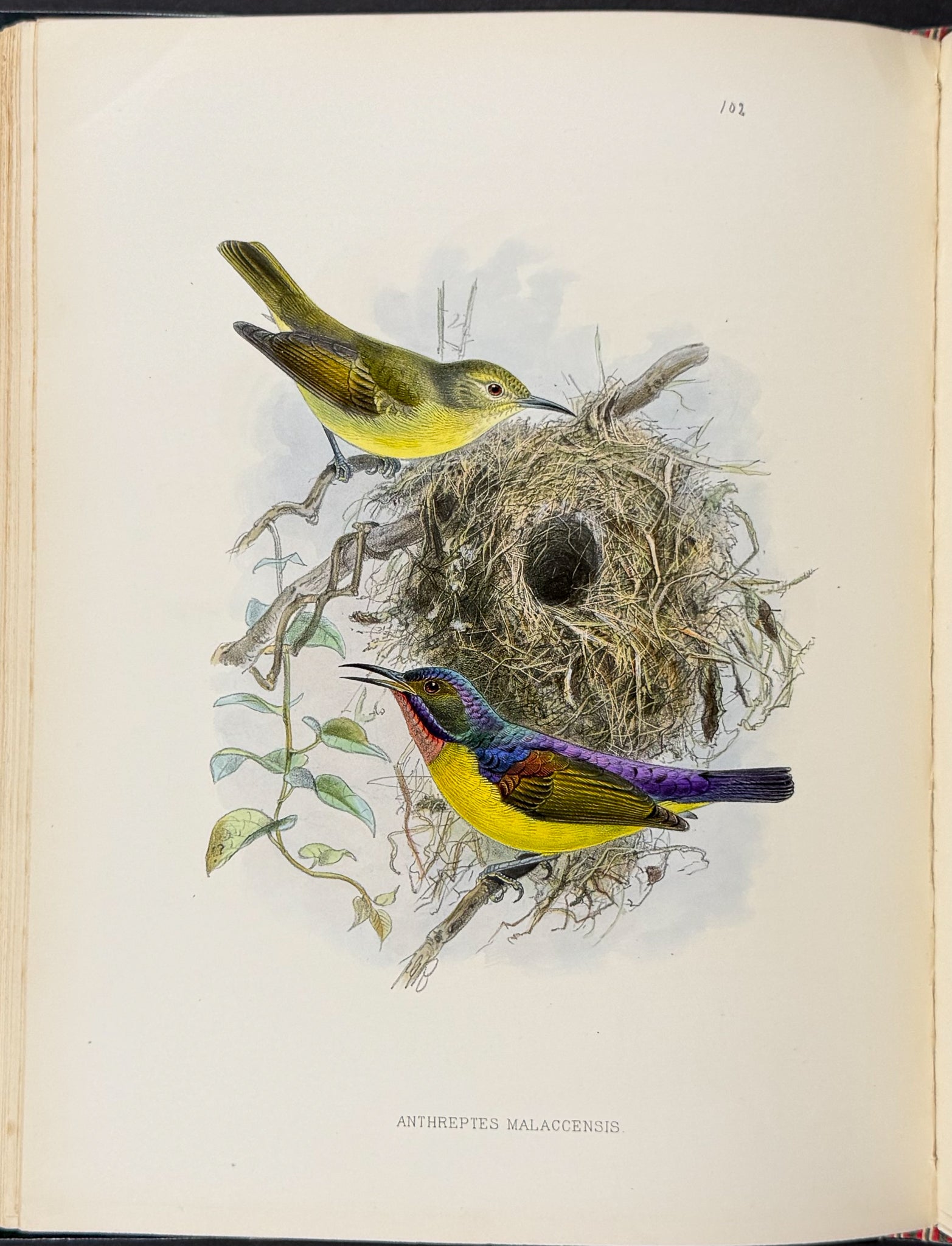 A Monograph of the Nectariniidae, or Family of Sun-Birds