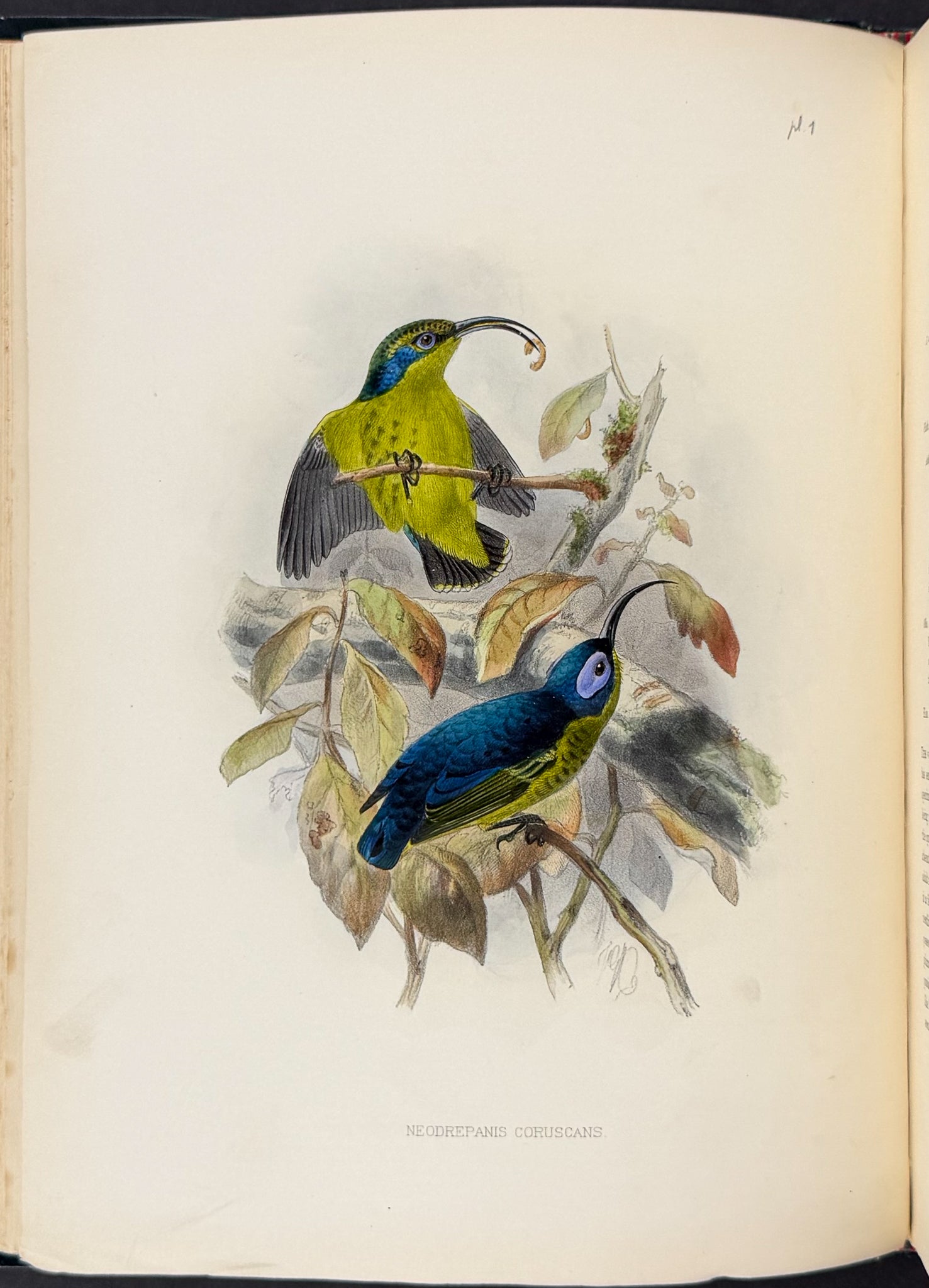 A Monograph of the Nectariniidae, or Family of Sun-Birds