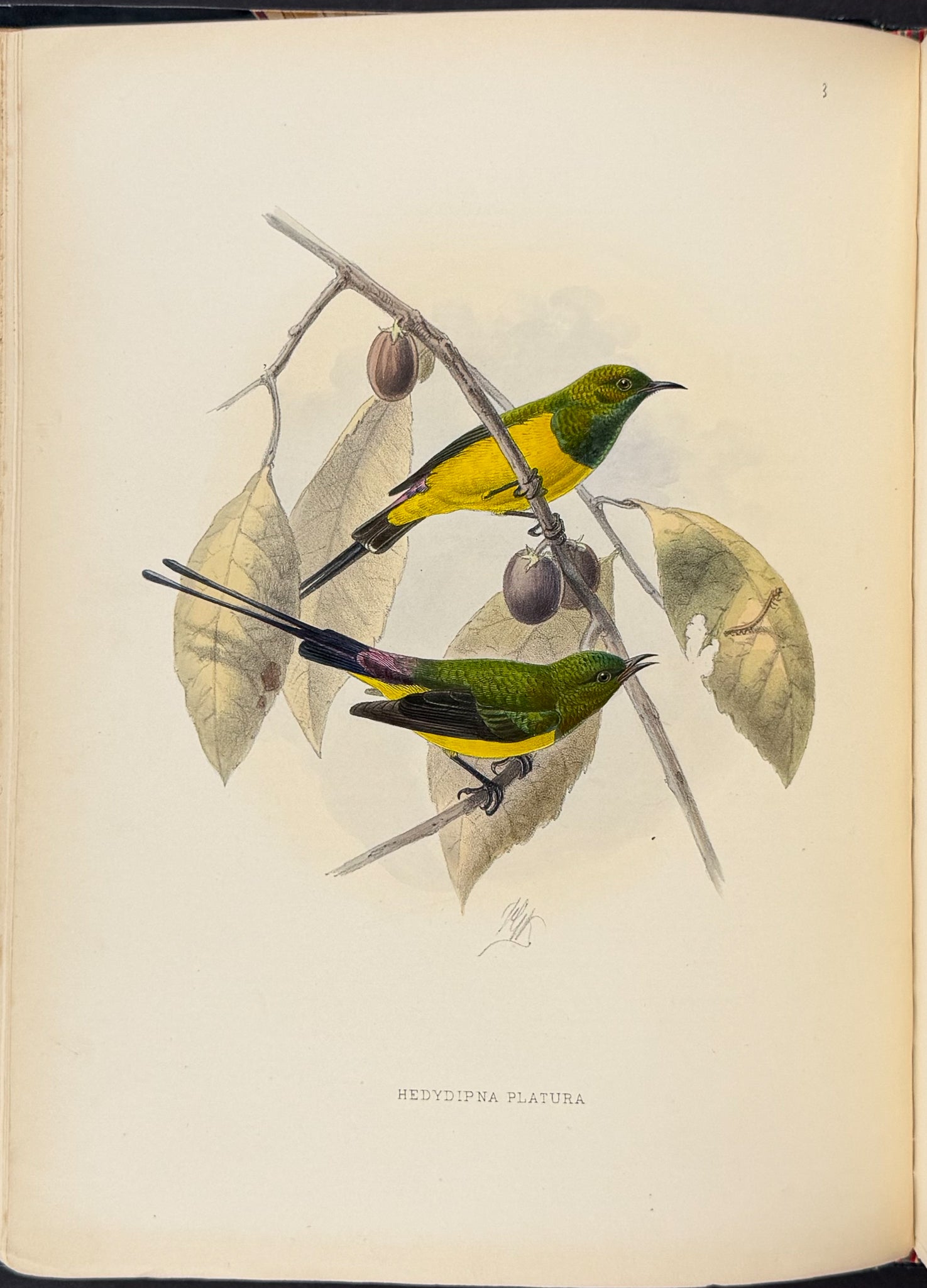 A Monograph of the Nectariniidae, or Family of Sun-Birds