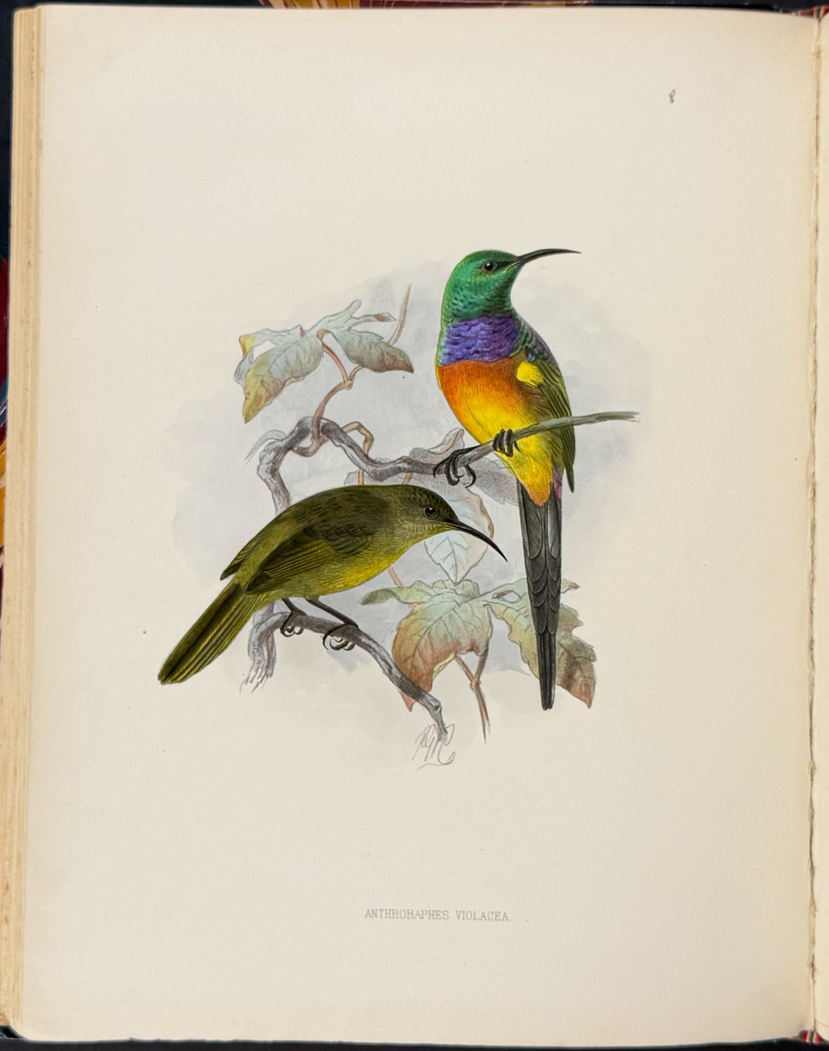 A Monograph of the Nectariniidae, or Family of Sun-Birds