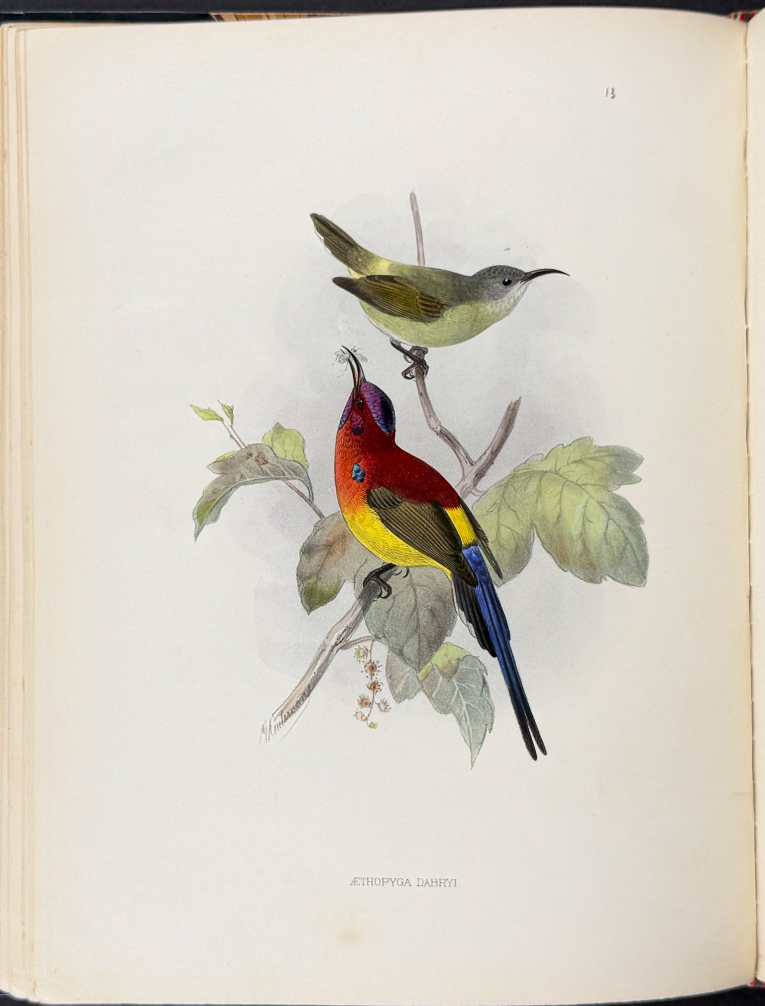 A Monograph of the Nectariniidae, or Family of Sun-Birds