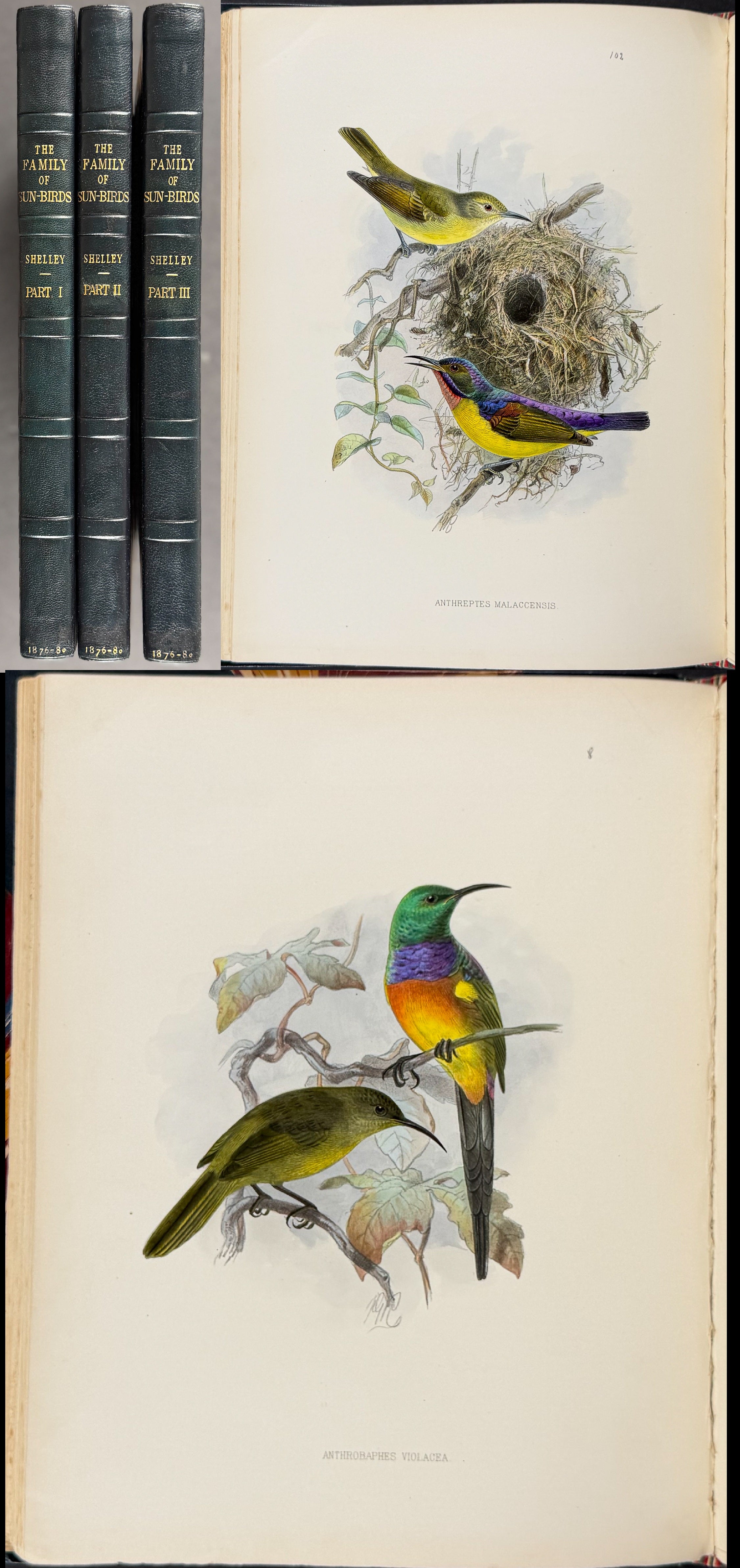 A Monograph of the Nectariniidae, or Family of Sun-Birds