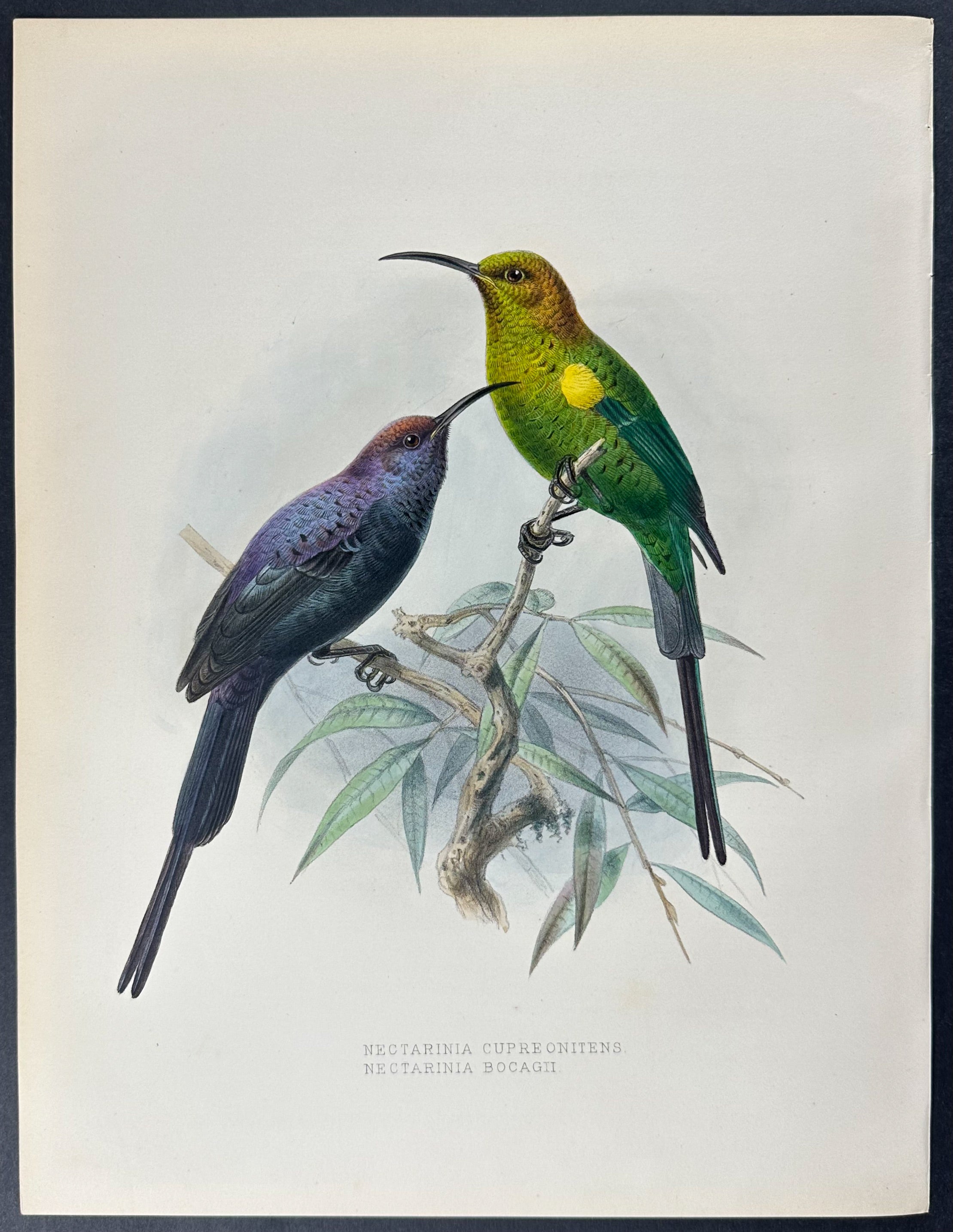 Abyssinian Malachite Sunbird